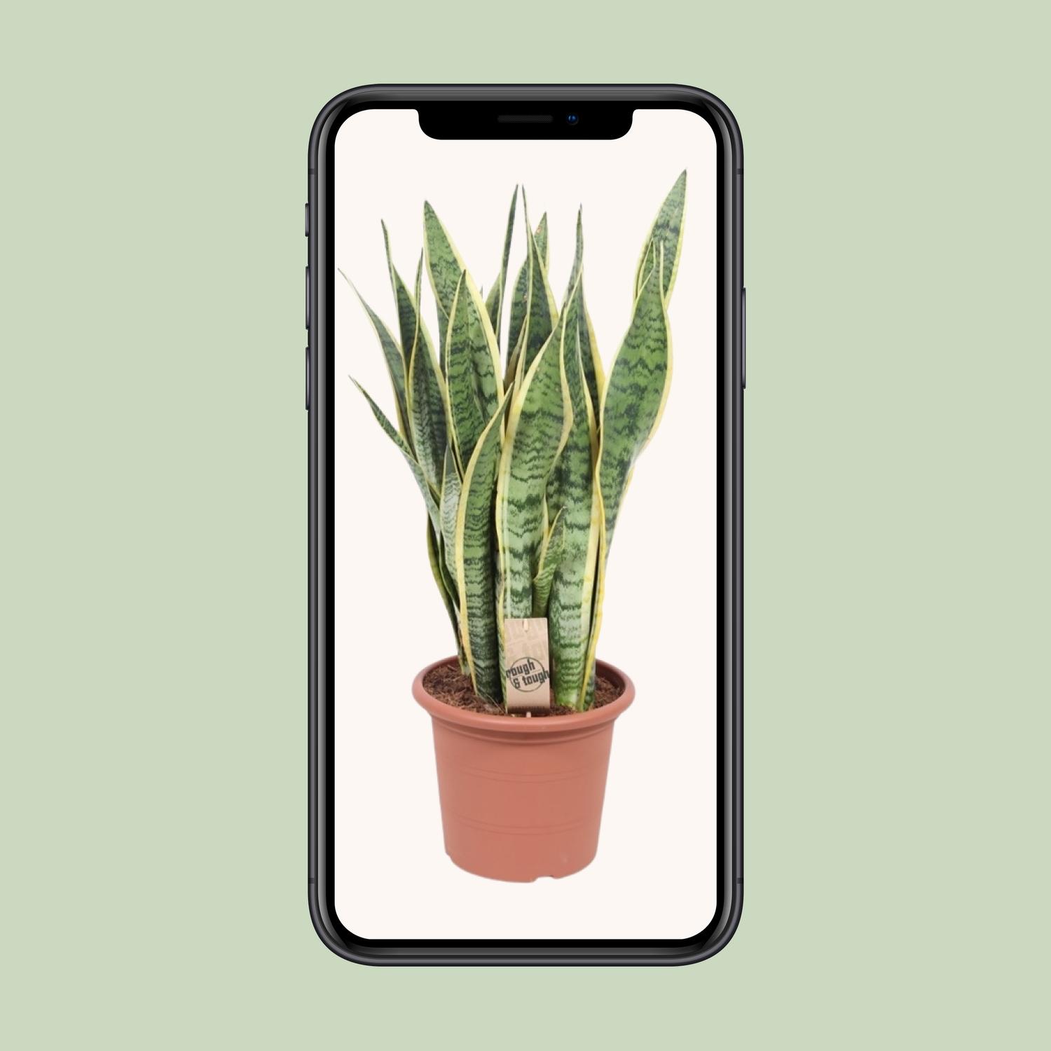 Sansevieria Trifasciata Laurentii (10157)