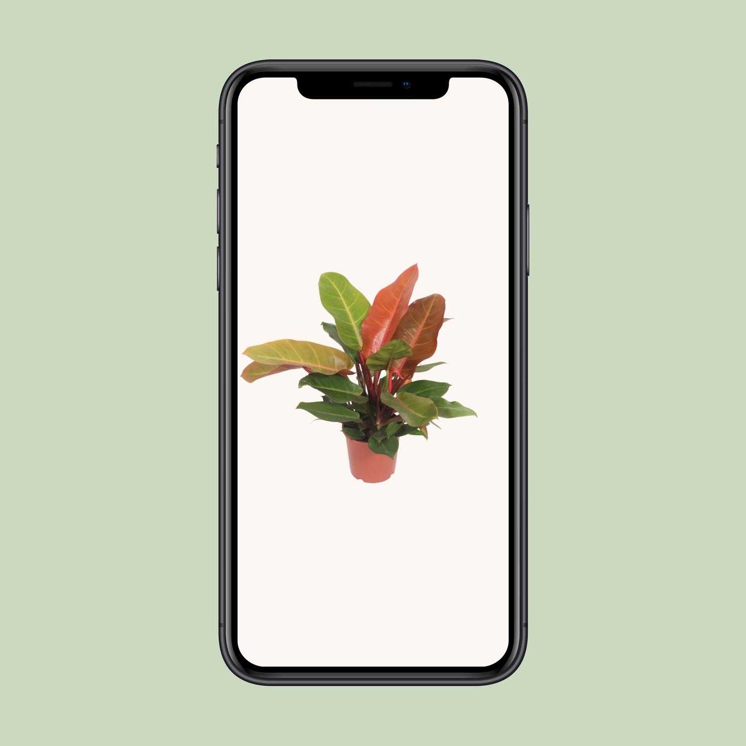 Philodendron Prince of Orange (10085)