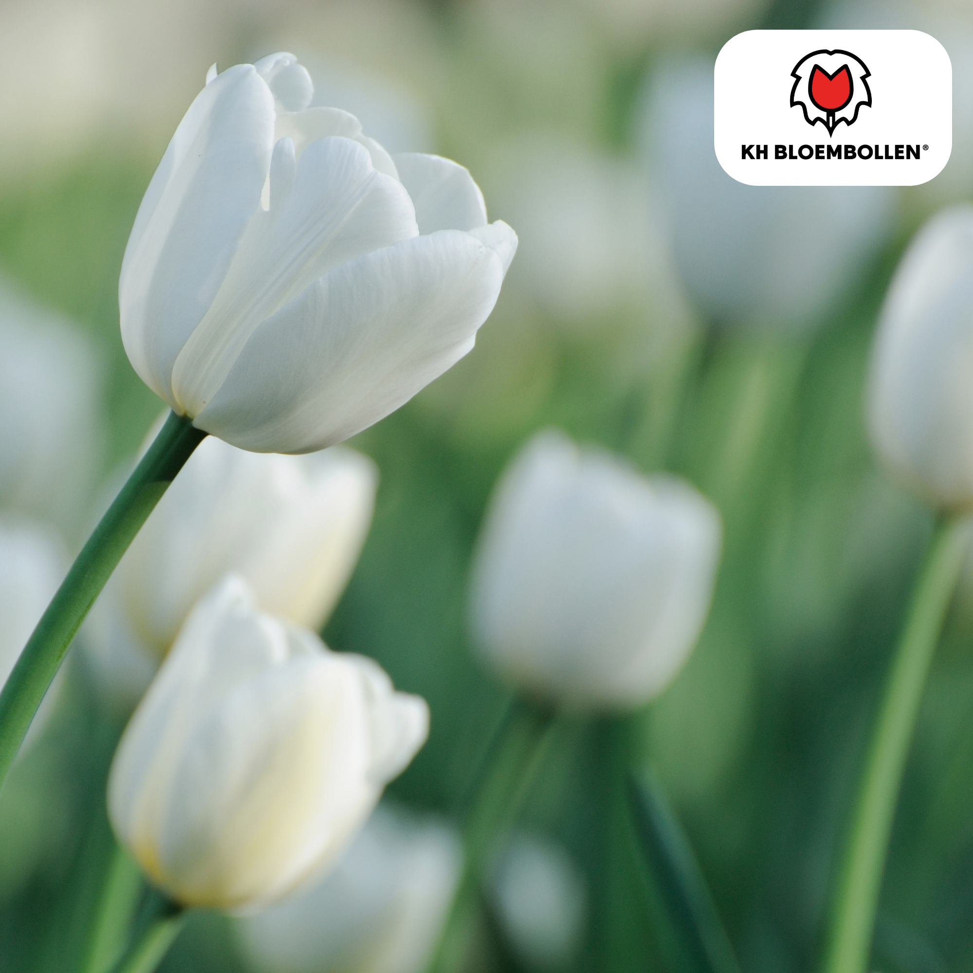 Tulpenbollen Catherina – 20 Stuks | KH Bloembollen® | Zuiver Witte Tulp – Tijdloos & Elegant – Voor Tuin of Pot – Maat 11/12 – Vers van de Teler (51154)