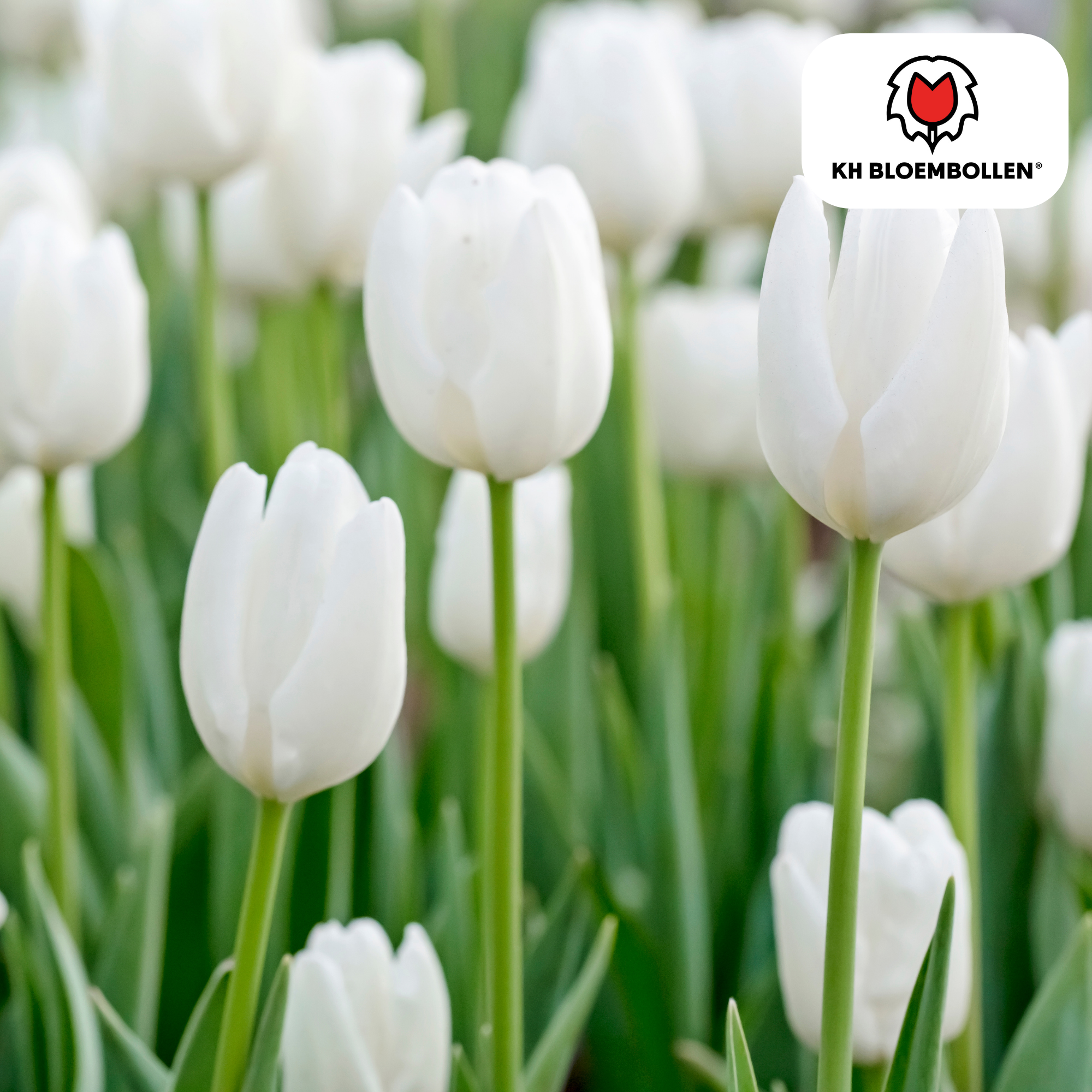Tulpenbollen Catherina – 20 Stuks | KH Bloembollen® | Zuiver Witte Tulp – Tijdloos & Elegant – Voor Tuin of Pot – Maat 11/12 – Vers van de Teler (51154)