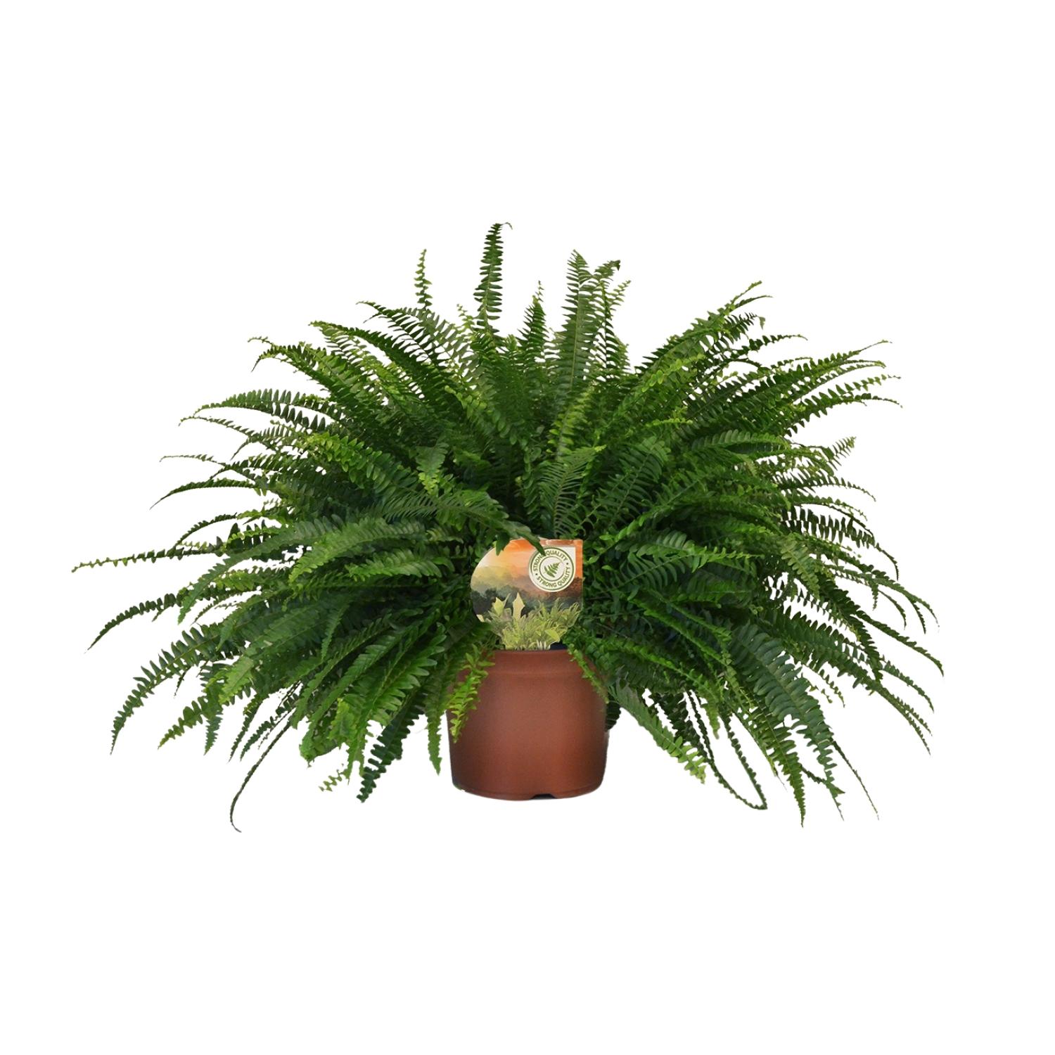 Nephrolepis Green Lady (10857)
