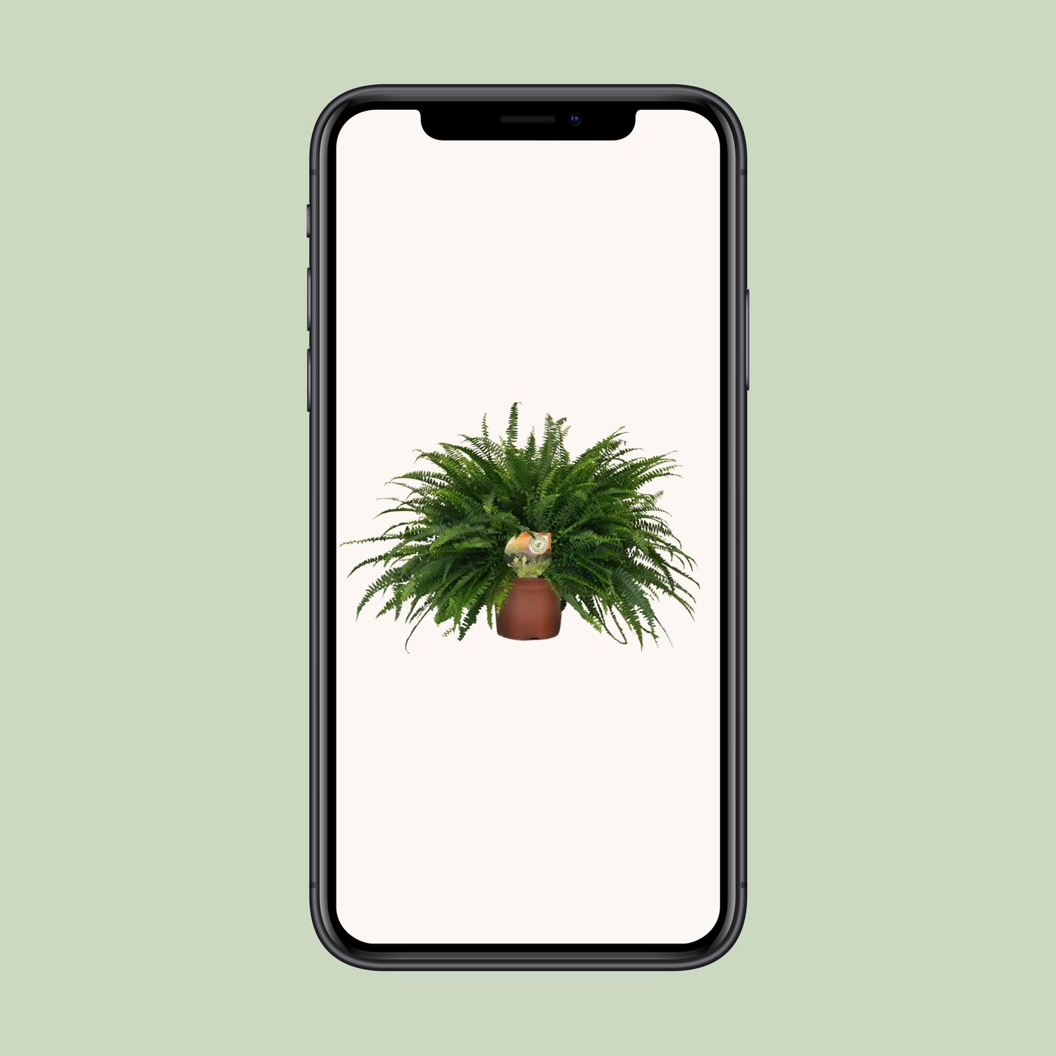 Nephrolepis Green Lady (10857)