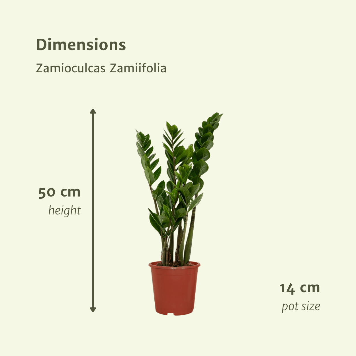 2x Zamioculcas Zamiifolia - Emerald palm - 50cm - ø14 (10281)