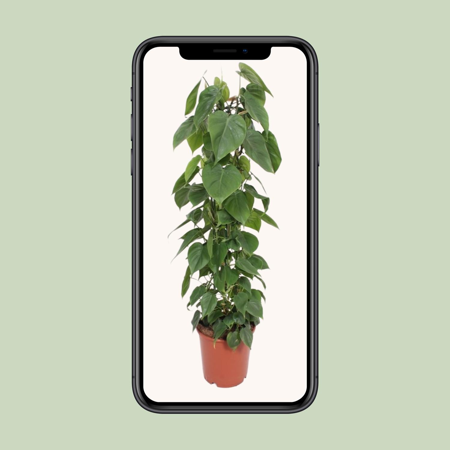 Philodendron Scandens (10213)