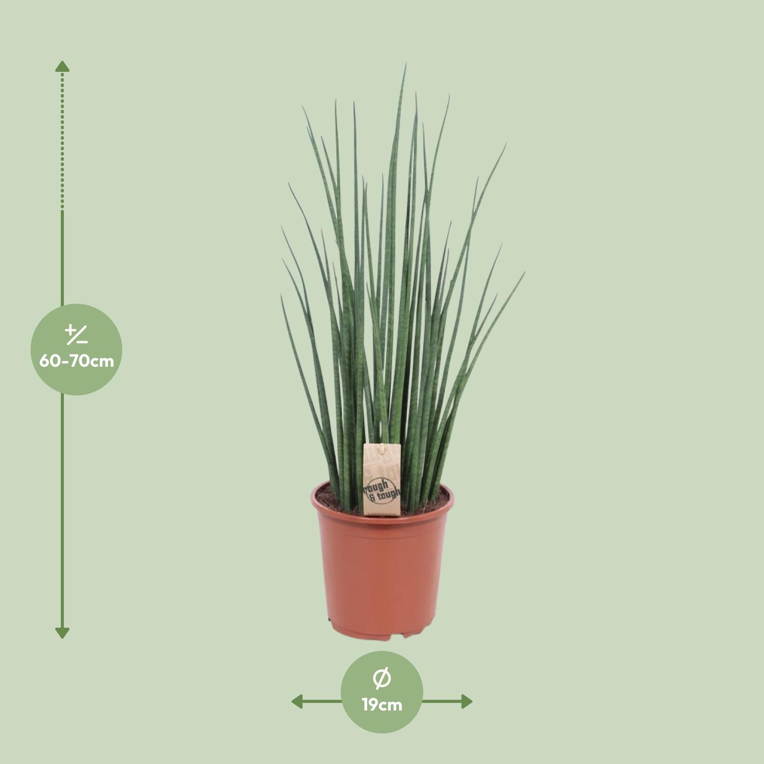 Sansevieria Mikado (10177)