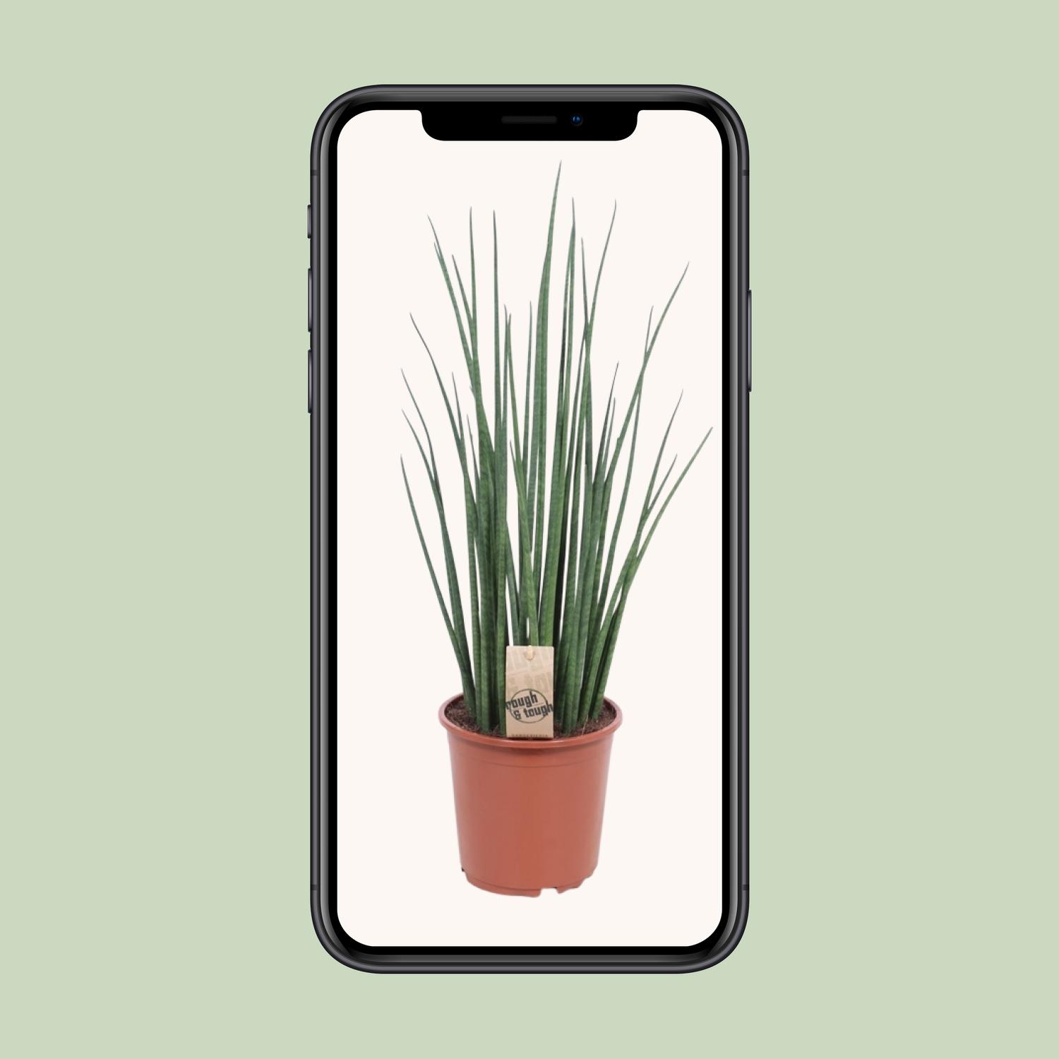 Sansevieria Mikado (10177)