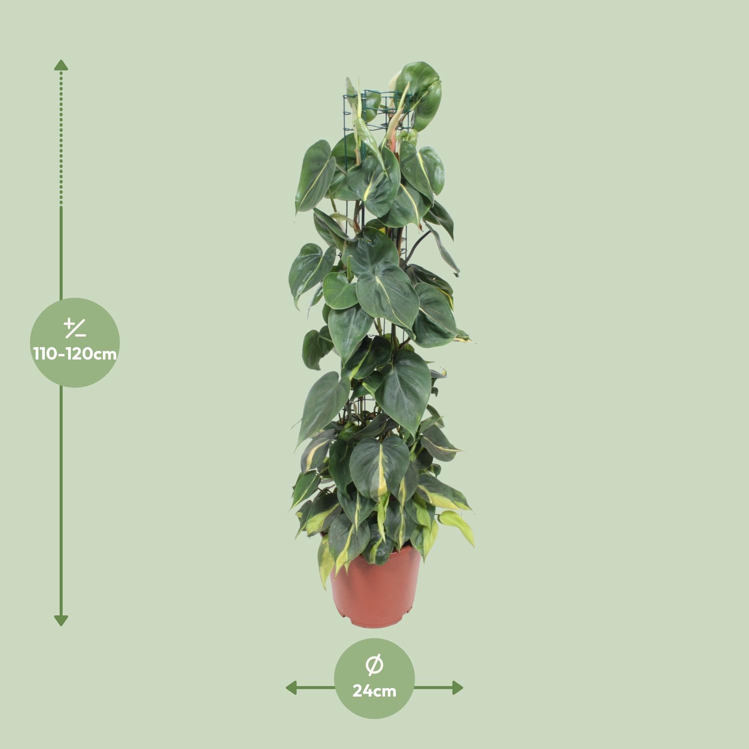 Philodendron Scandens Brasil (10139)