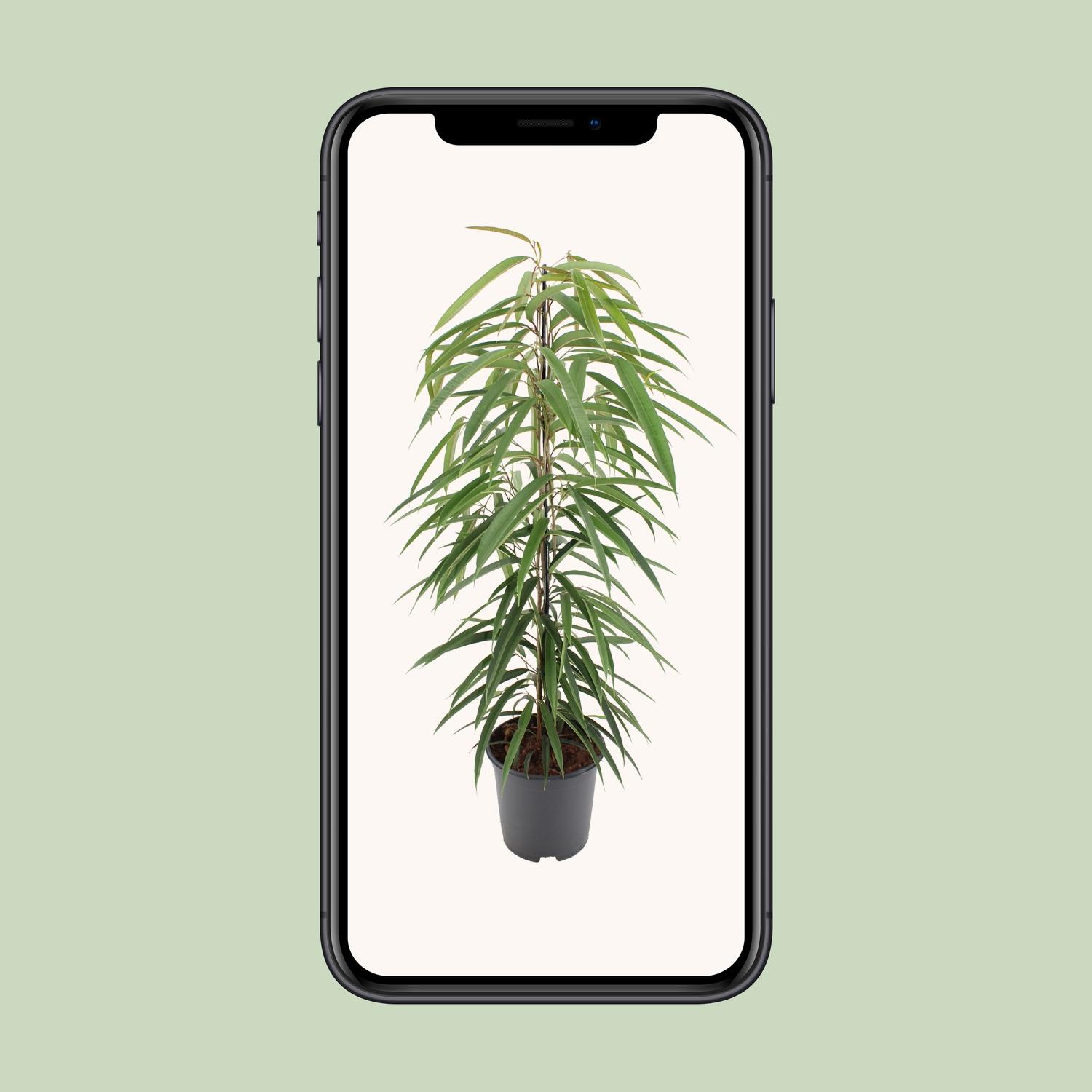 Ficus Binnendijkii Alii (10294)
