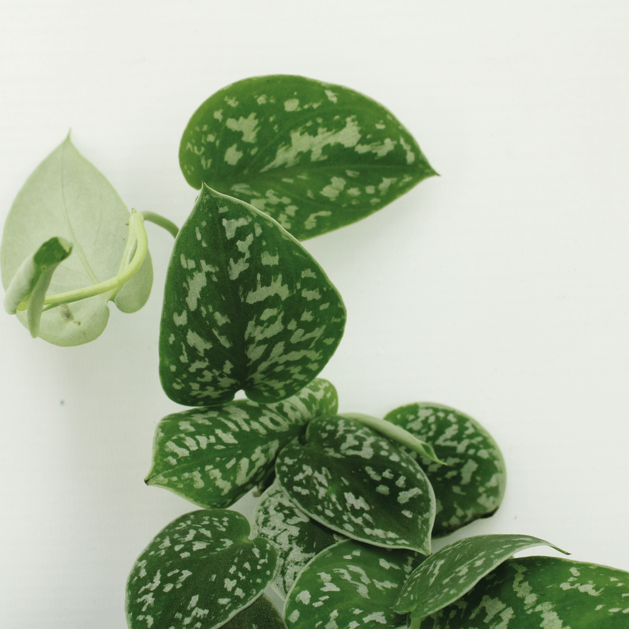 Scindapsus Pictus (Epipremnum) - 2 stuks (10278)
