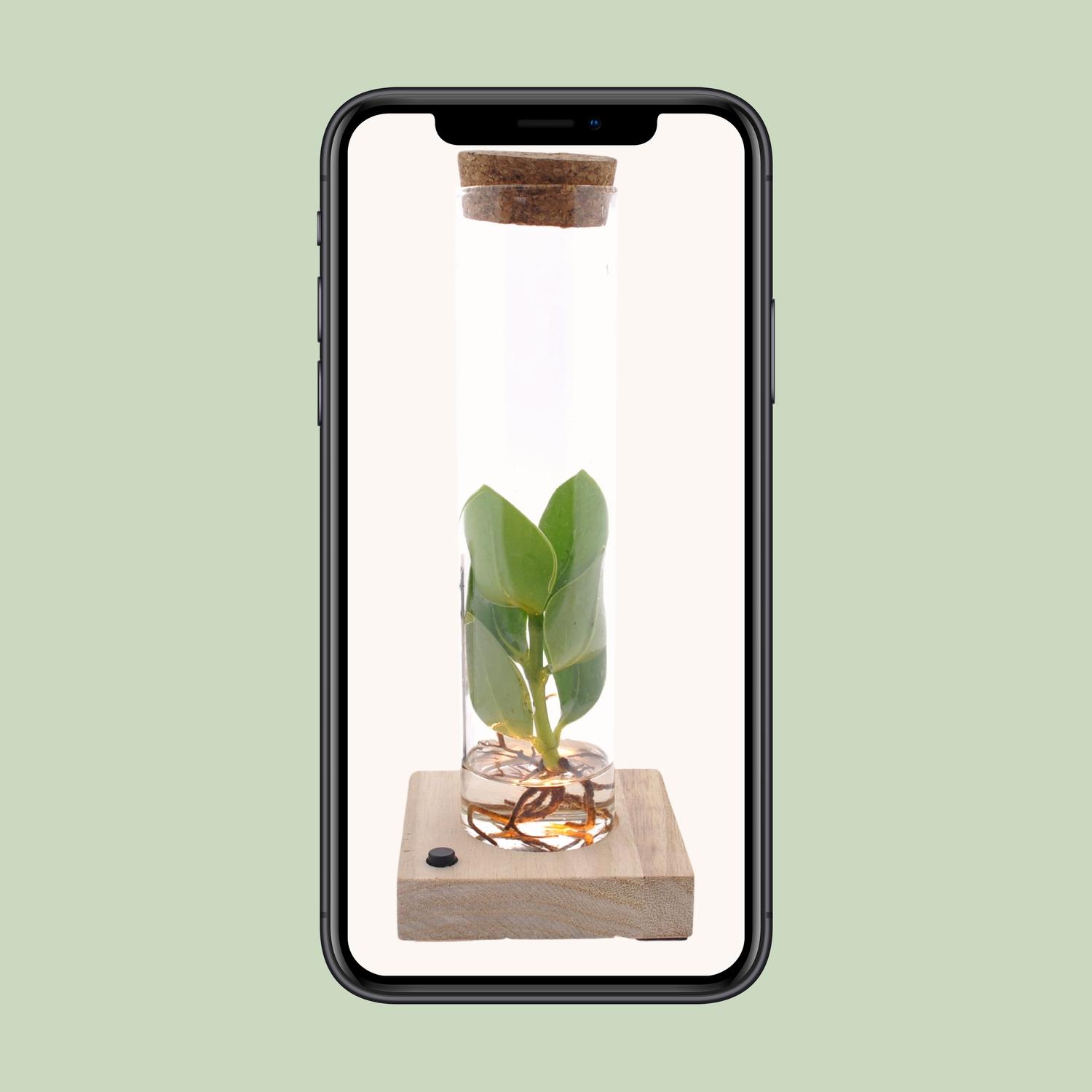 Clusia In Tube Glas + LED (11151)