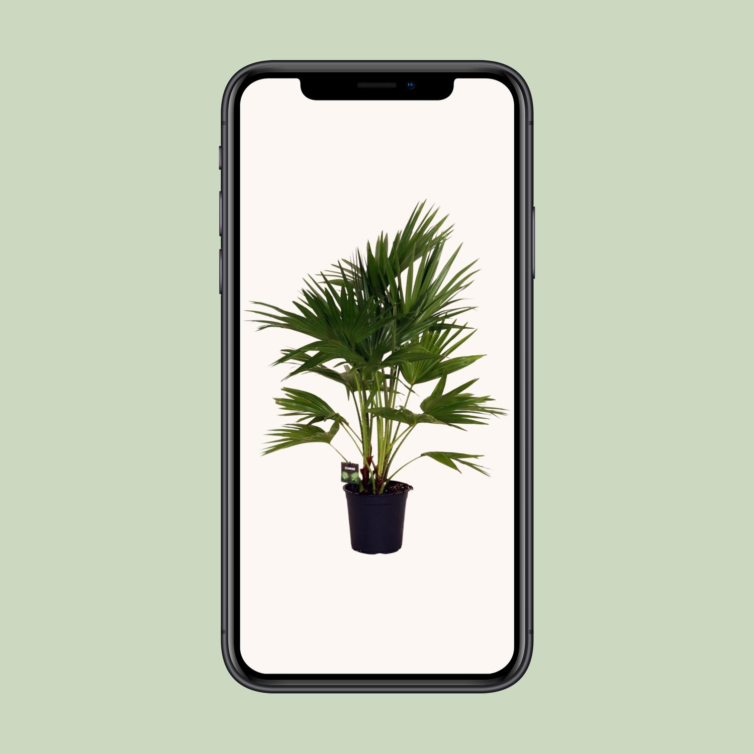Livistona Chinensis (11931)