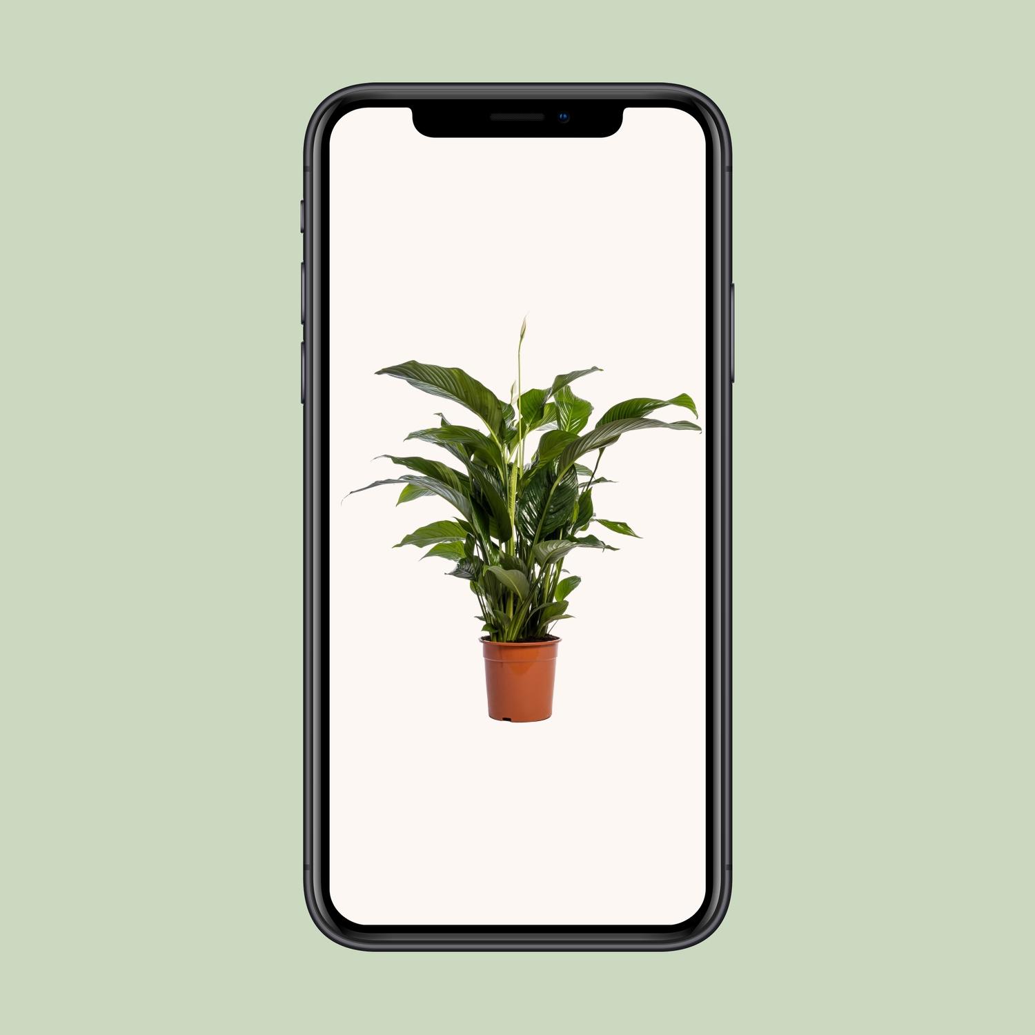 Spathiphyllum Bellini (12236)
