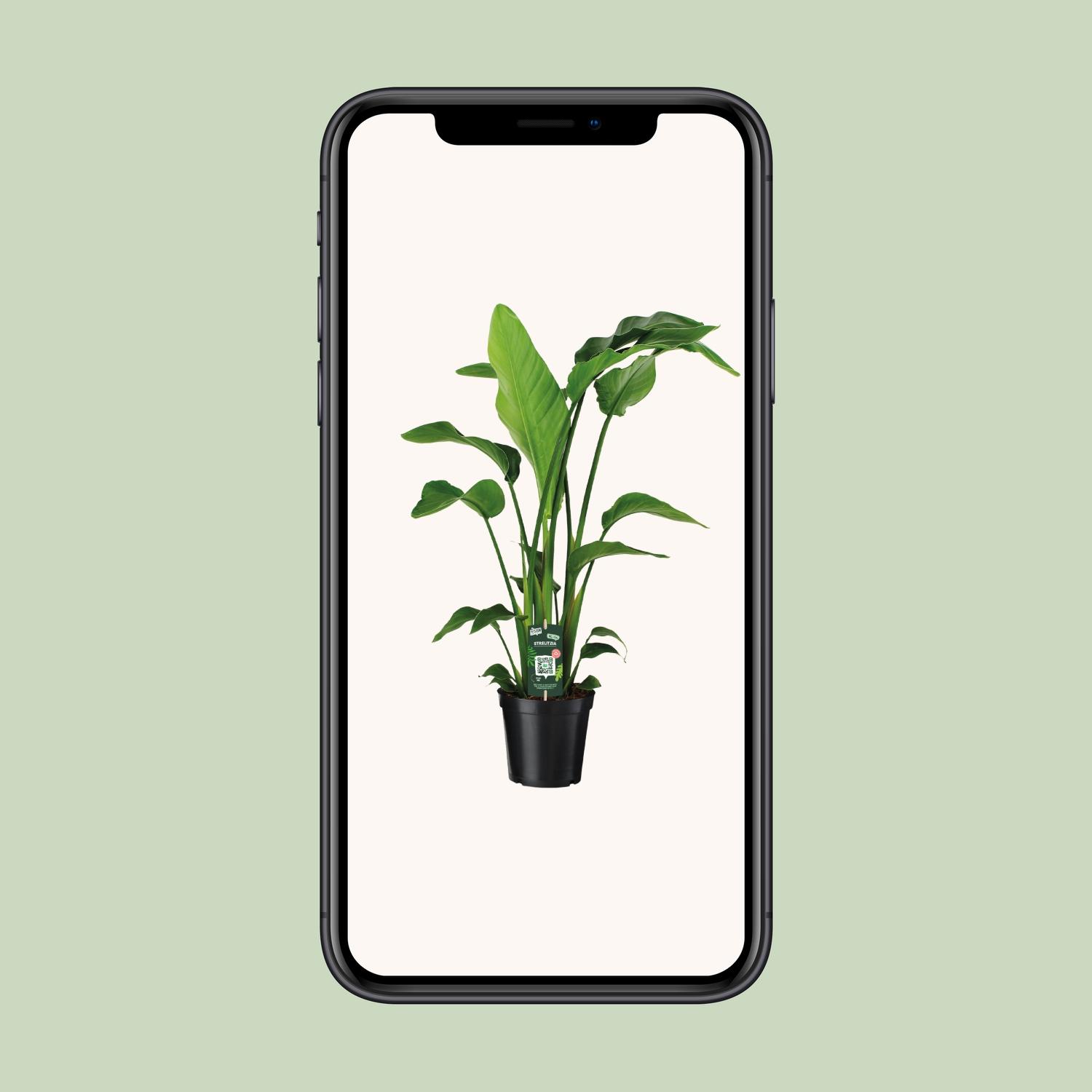 Strelitzia Nicolai (12346)