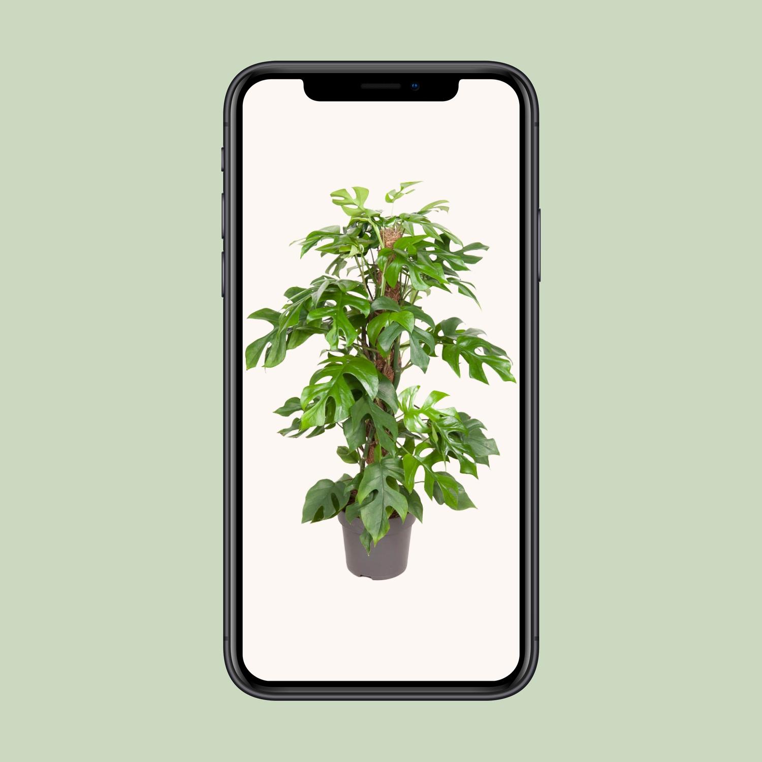 Monstera Minima (12159)