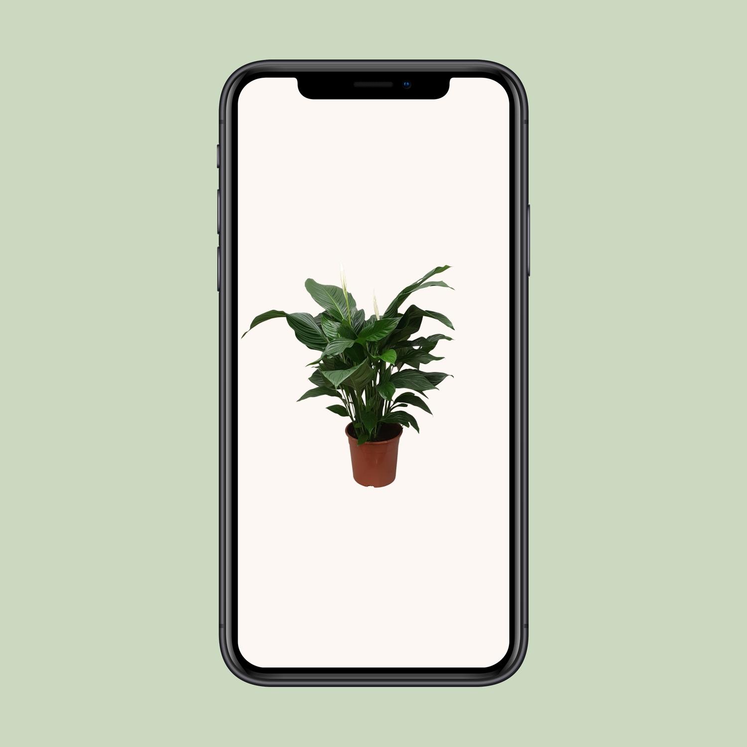 Spathiphyllum Sweet Silvana (12240)