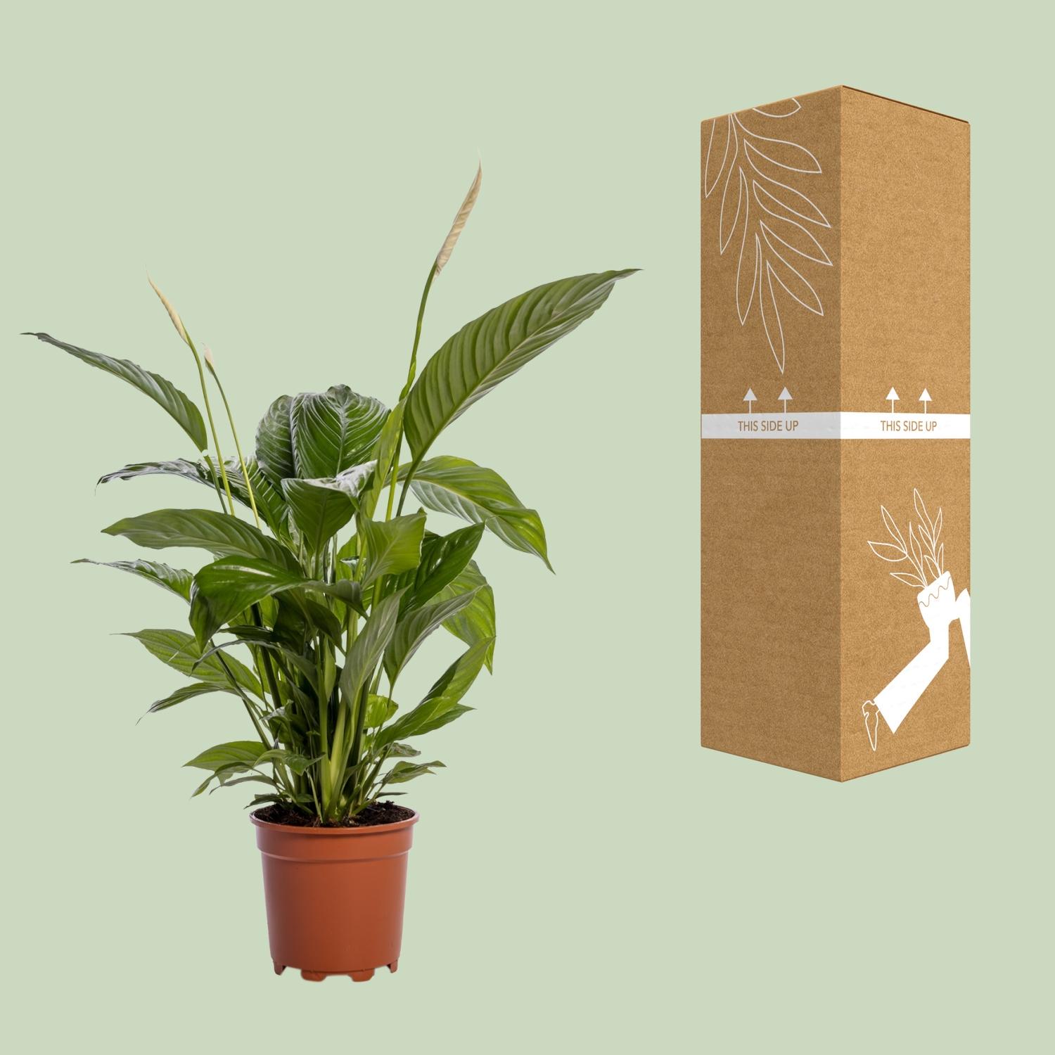 Spathiphyllum Bingo Cupido (12238)
