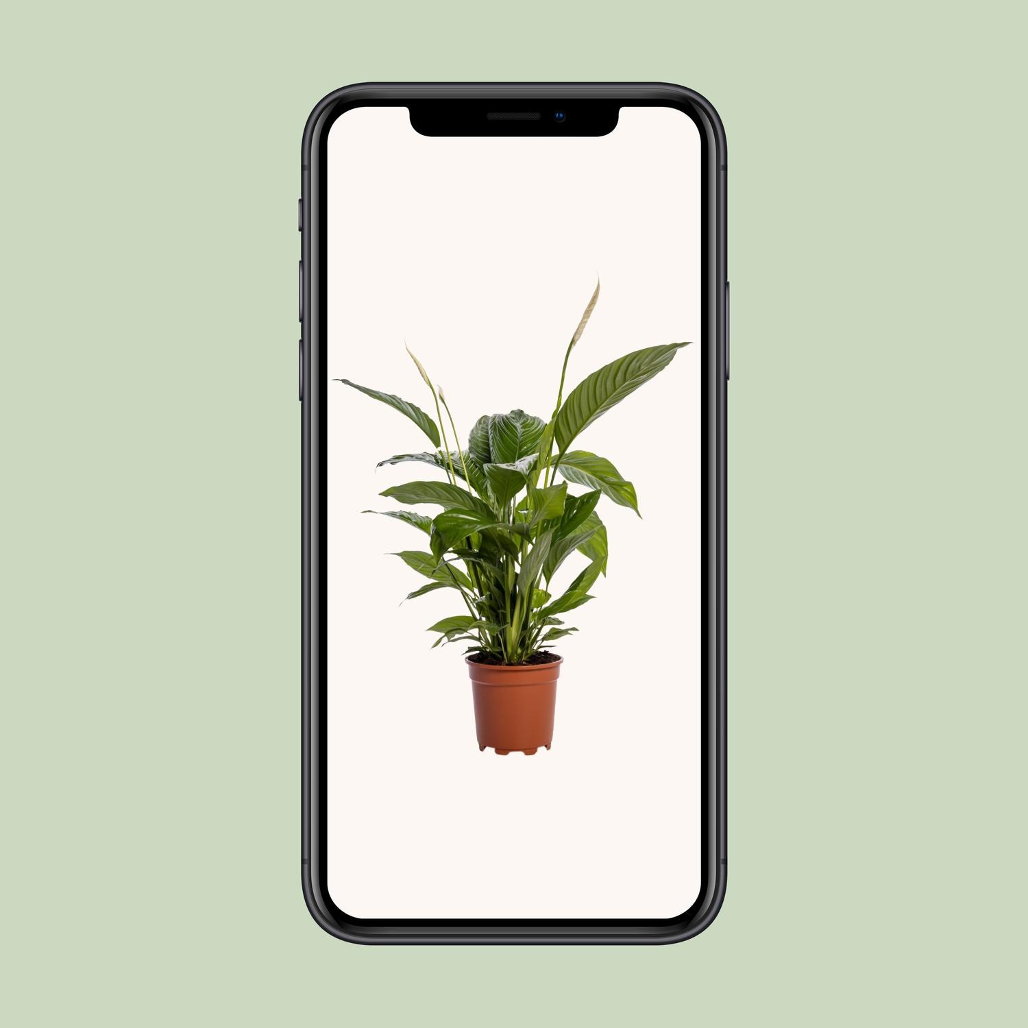 Spathiphyllum Bingo Cupido (12238)