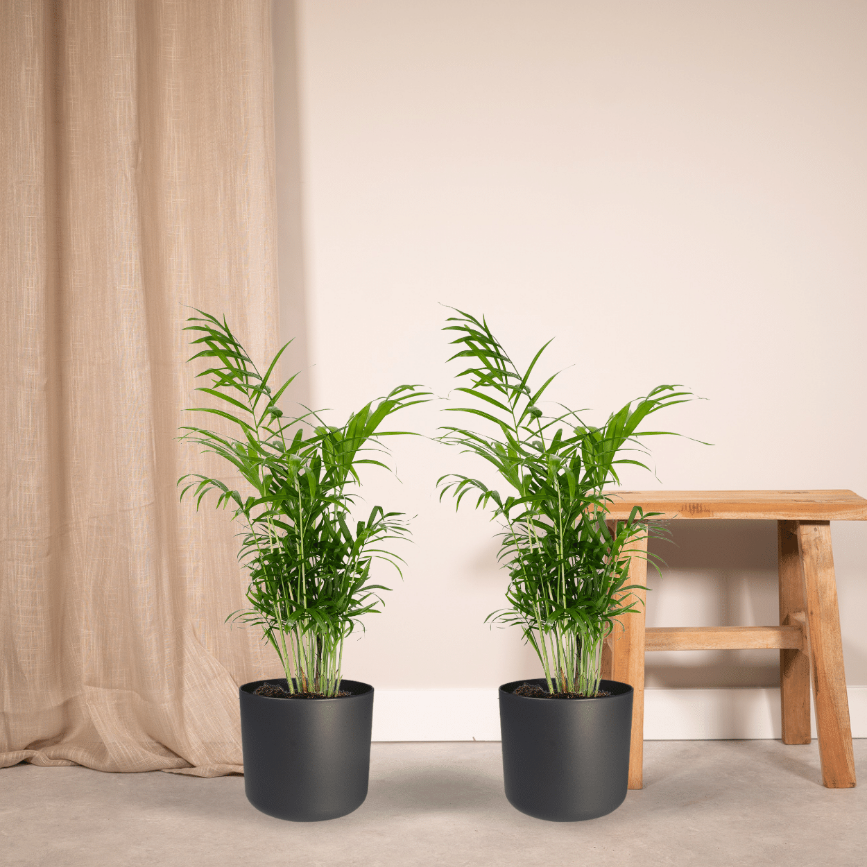 Chamaedorea Elegans (Mexicaanse Bergpalm) - 2 stuks (10234)