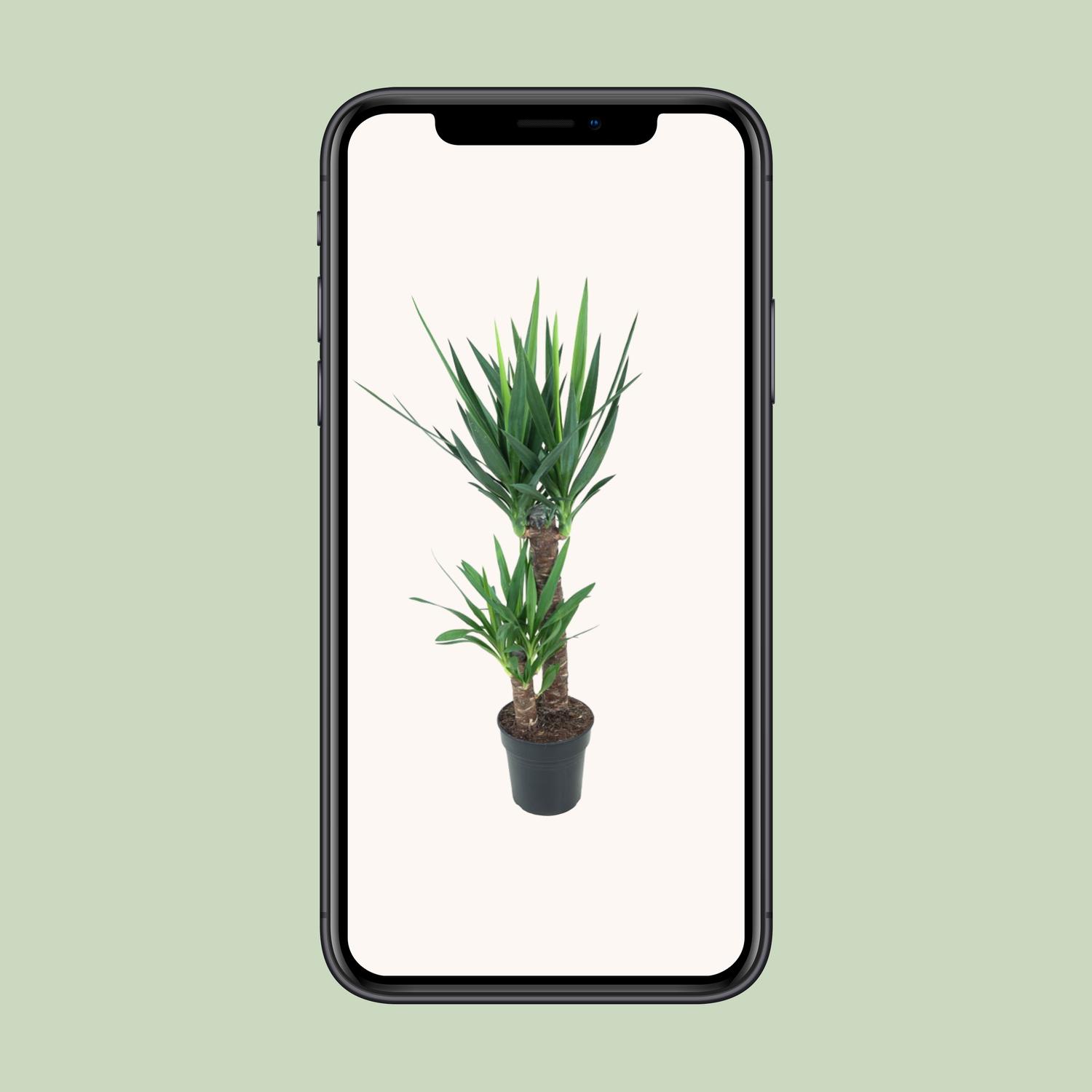 Yucca Elephantipes (12149)