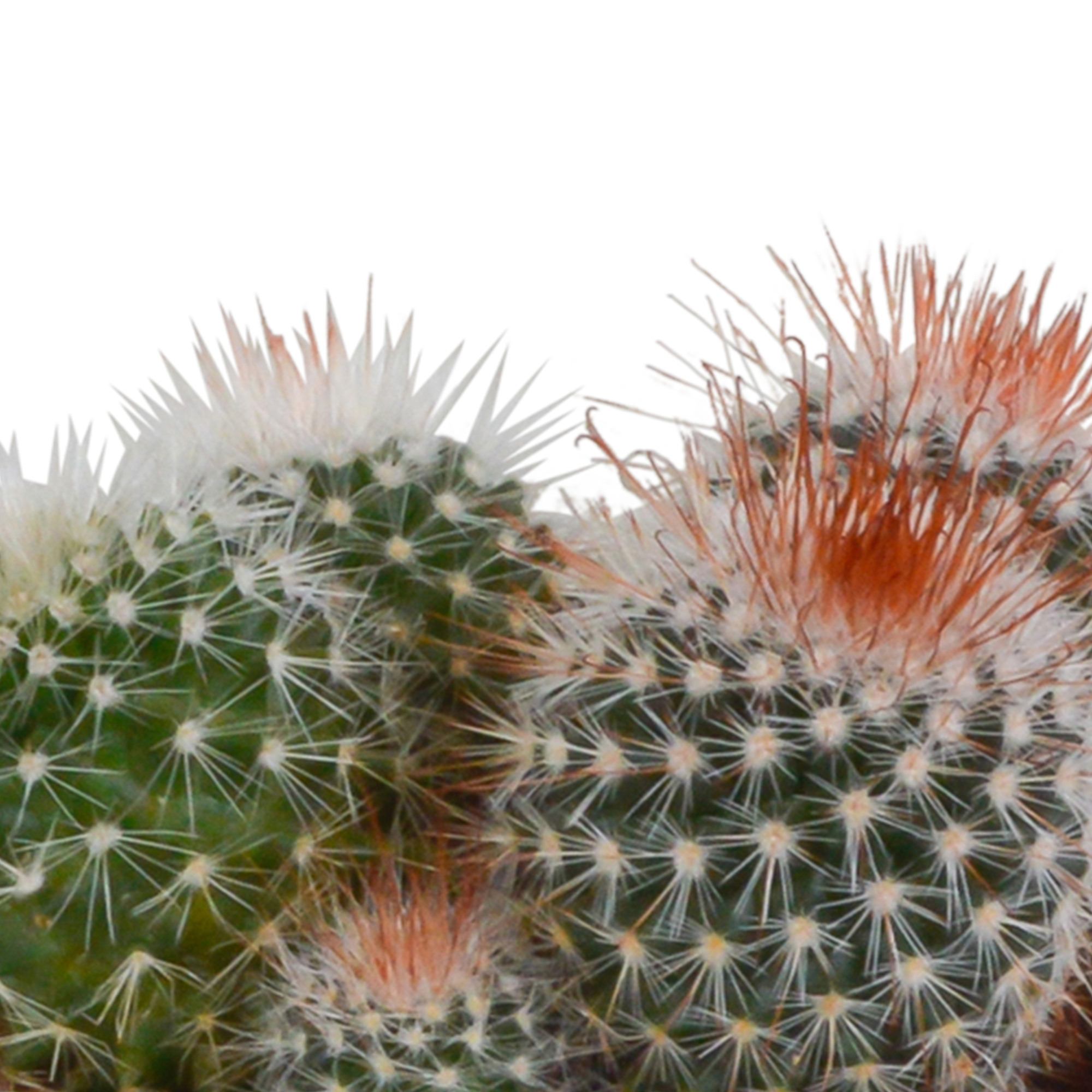 House of cactus Bolcactus mix 8,5 cm | 3 stuks - in witte pot (8720618070159)
