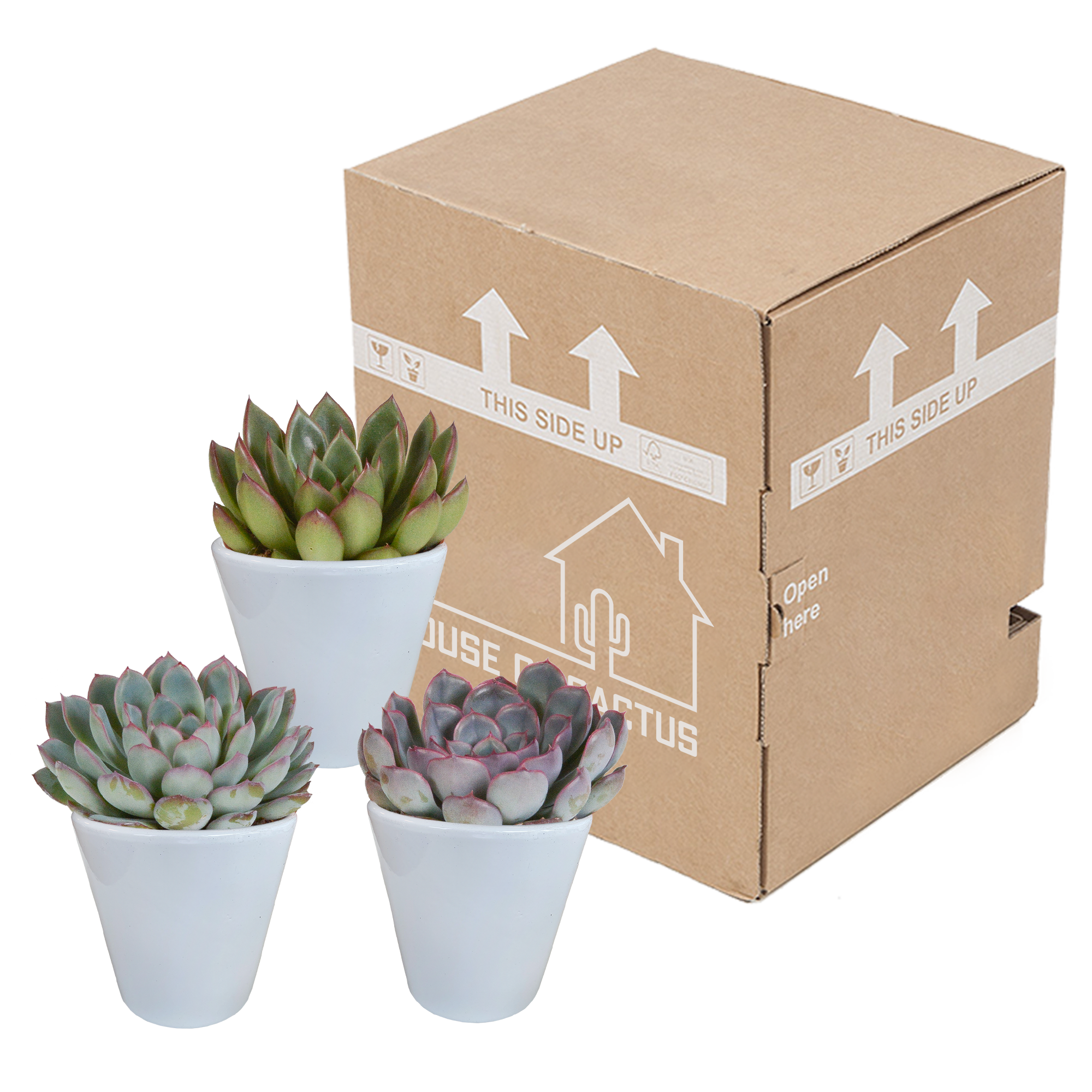 House of cactus Echeveria mix 8.5 cm - 3x - in witte pot (8720618070173)