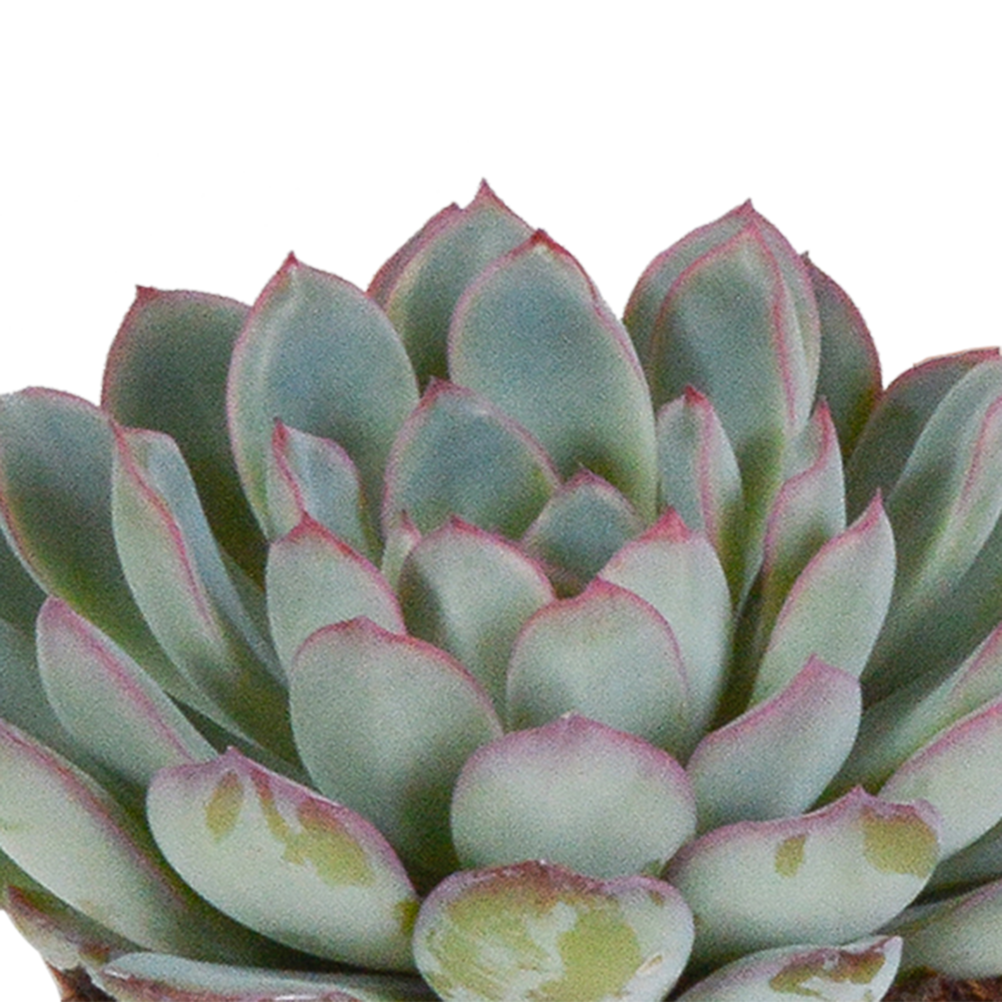 House of cactus Echeveria mix 8.5 cm - 3x - in witte pot (8720618070173)