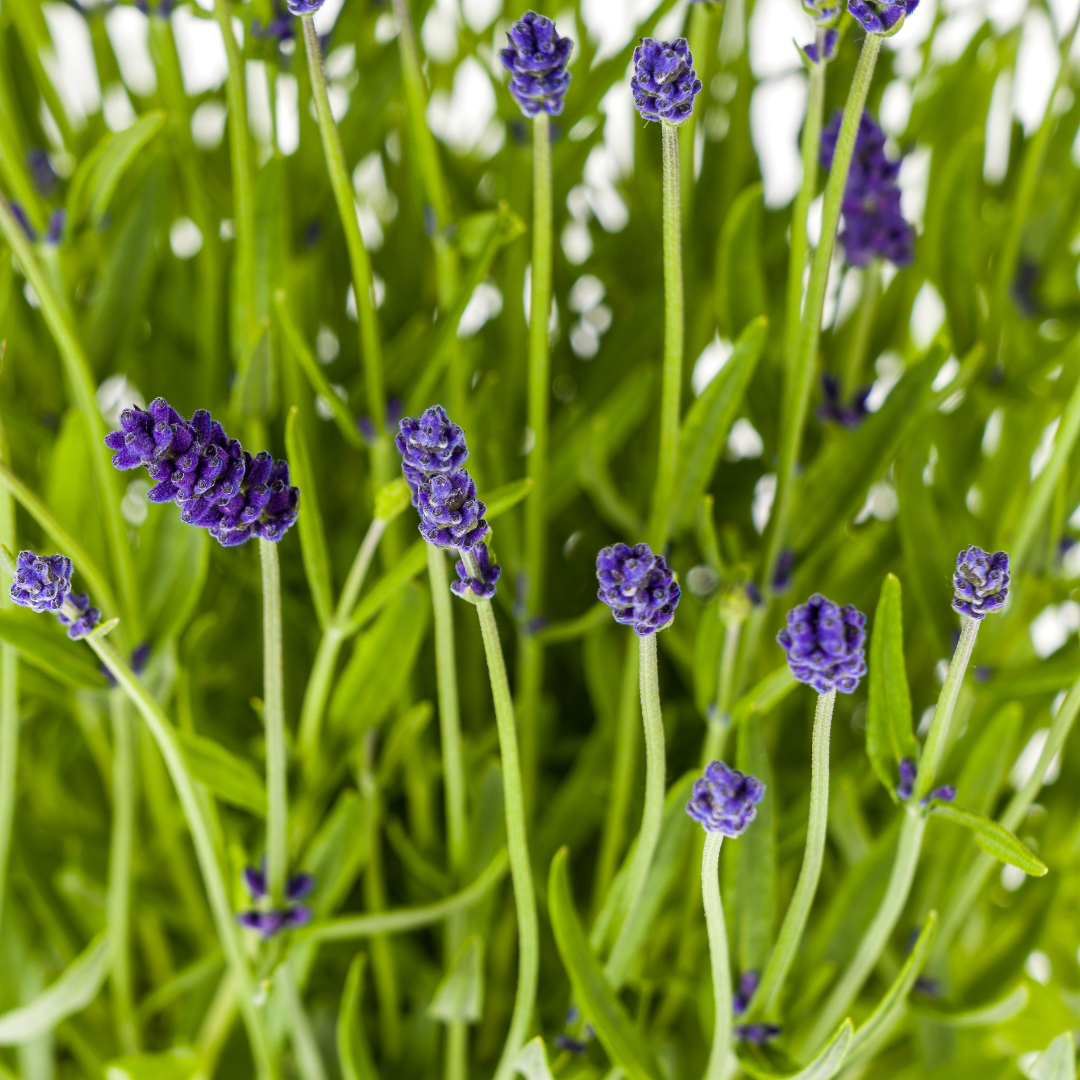 4x Lavandula Angustifolia Ø19cm - ↕40 (50073)