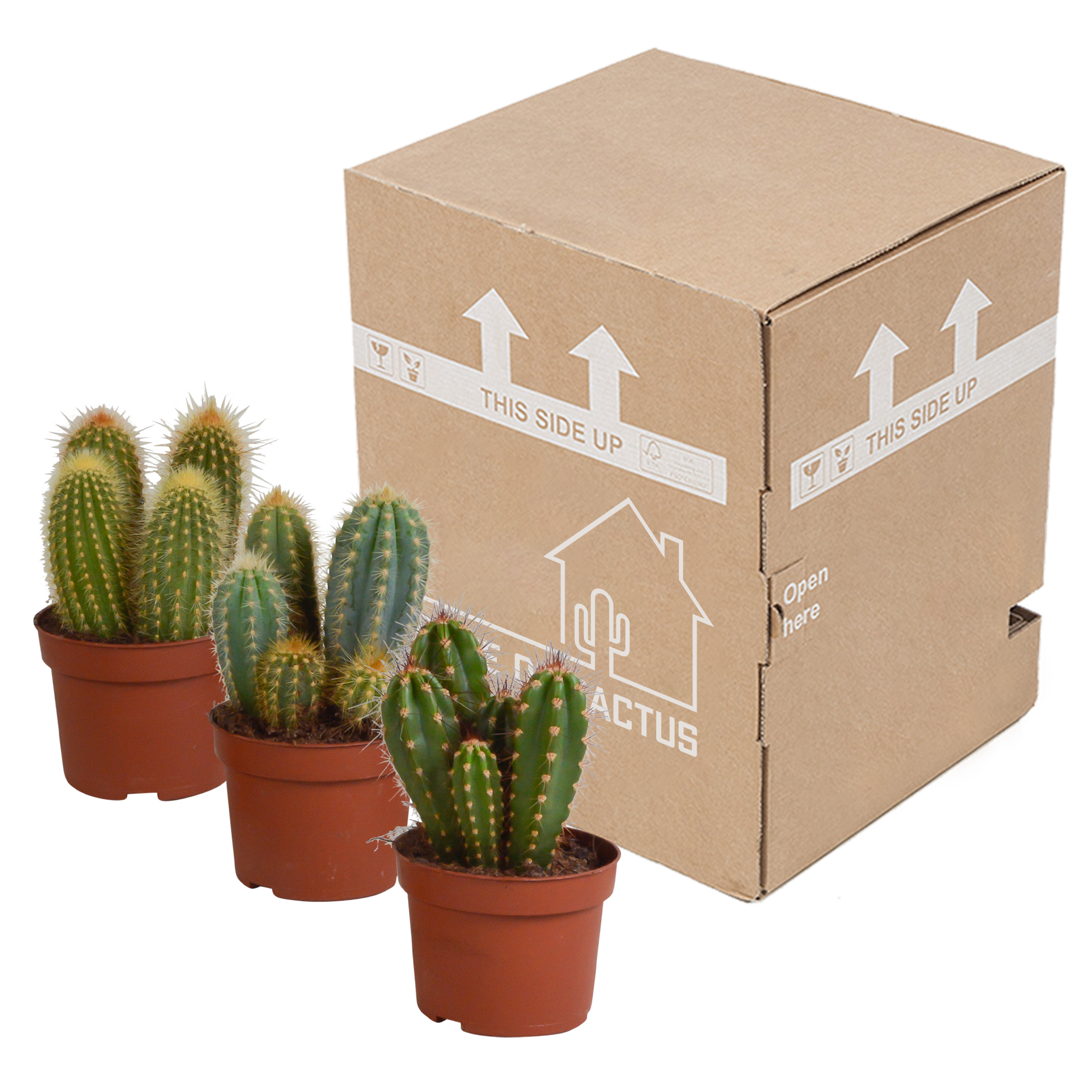 House of cactus Cereus mix 10,5cm - 3x - zonder pot (8720387961412)