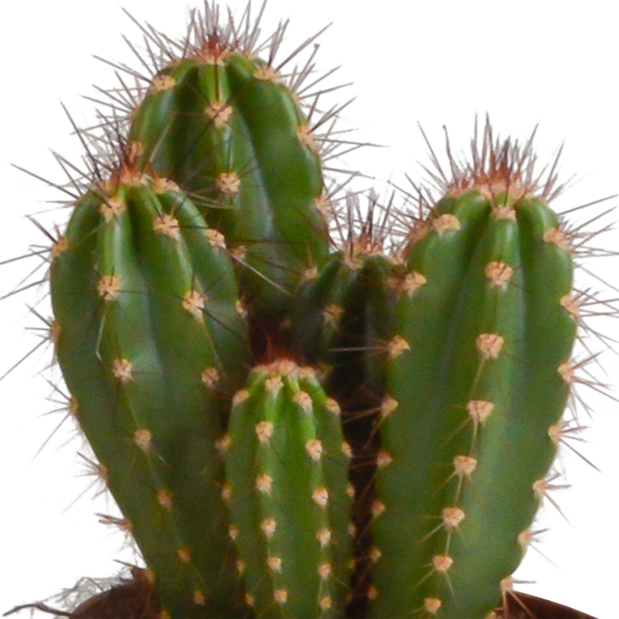 House of cactus Cereus mix 10,5cm - 3x - zonder pot (8720387961412)