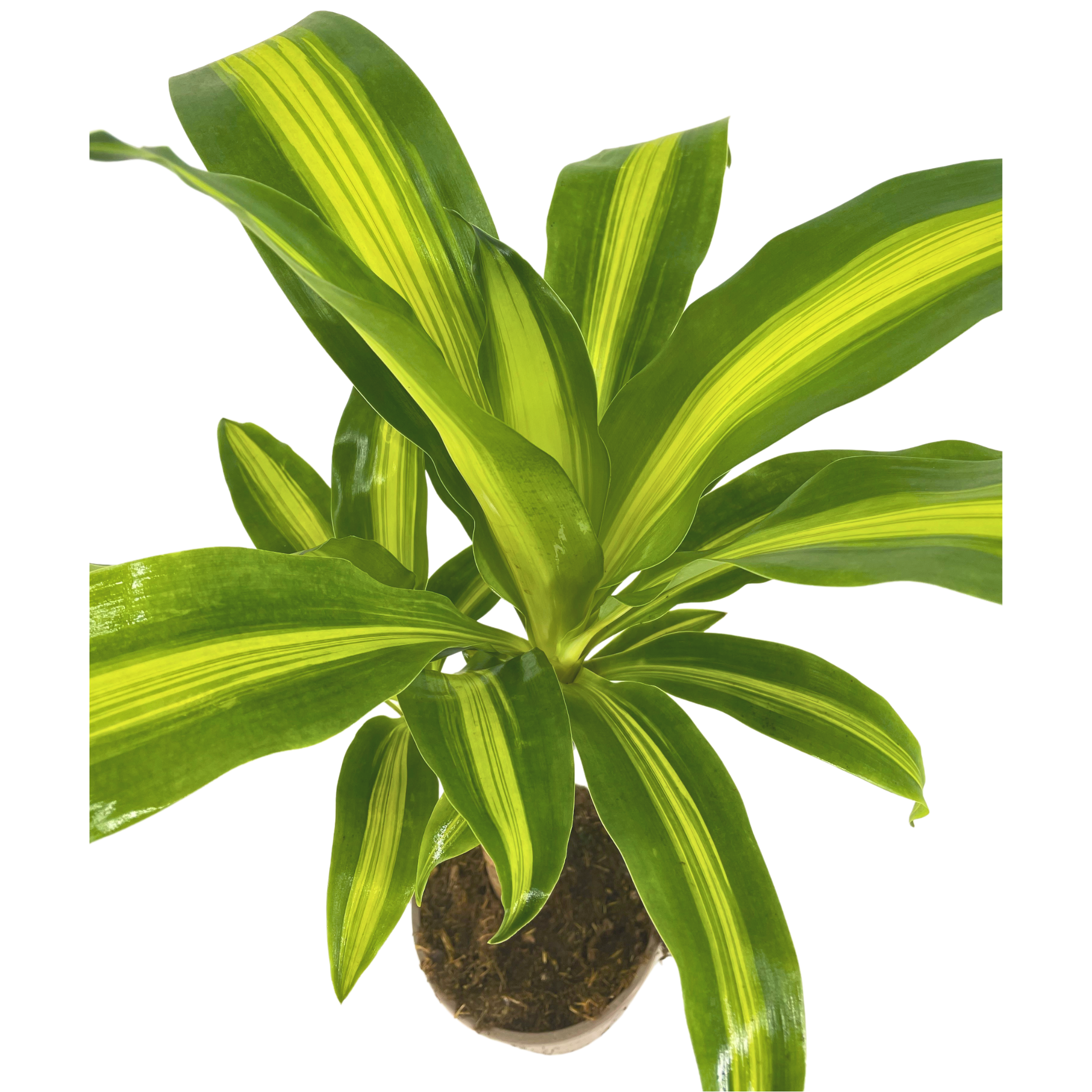 Dracaena Fragrans Massangeana Ø17cm - ↕60 (4250308315887)