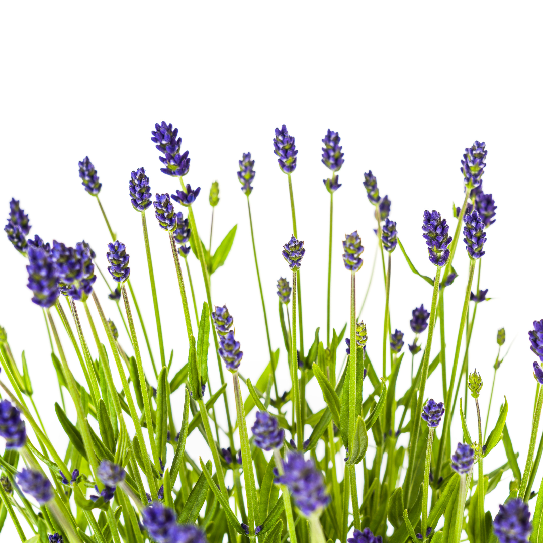 2x Lavandula Angustifolia Ø19cm - ↕40 (49835)