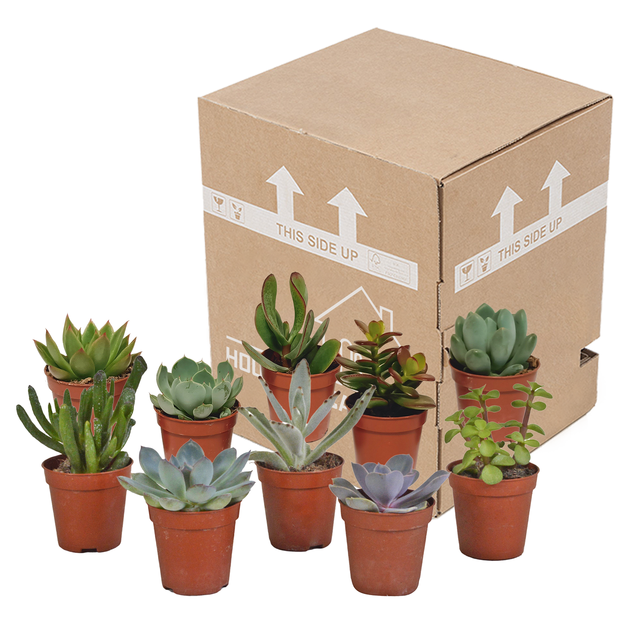 House of cactus Vetplanten mix 5.5 cm - 10x - zonder pot (8720387961818)