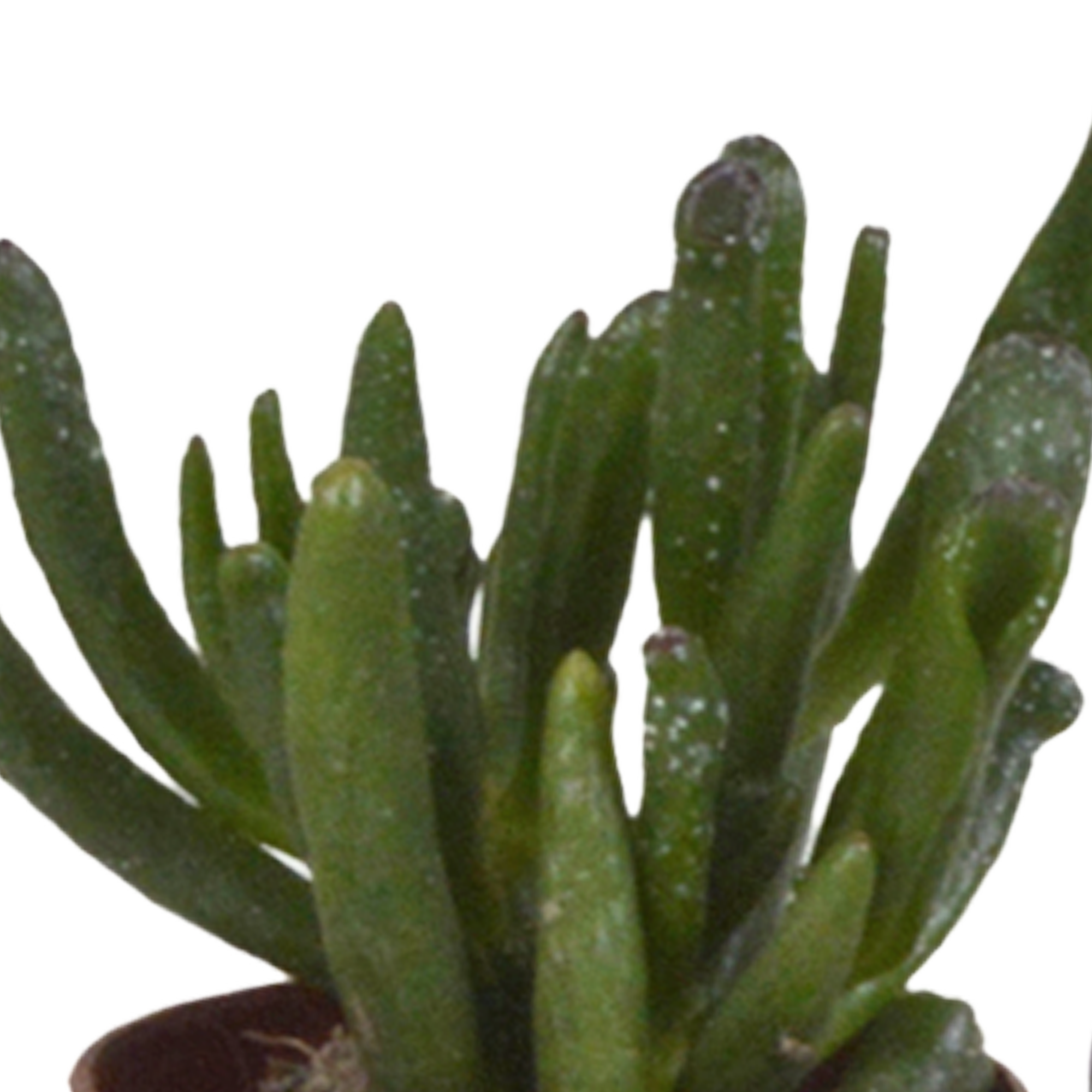 House of cactus Vetplanten mix 5.5 cm - 10x - zonder pot (8720387961818)