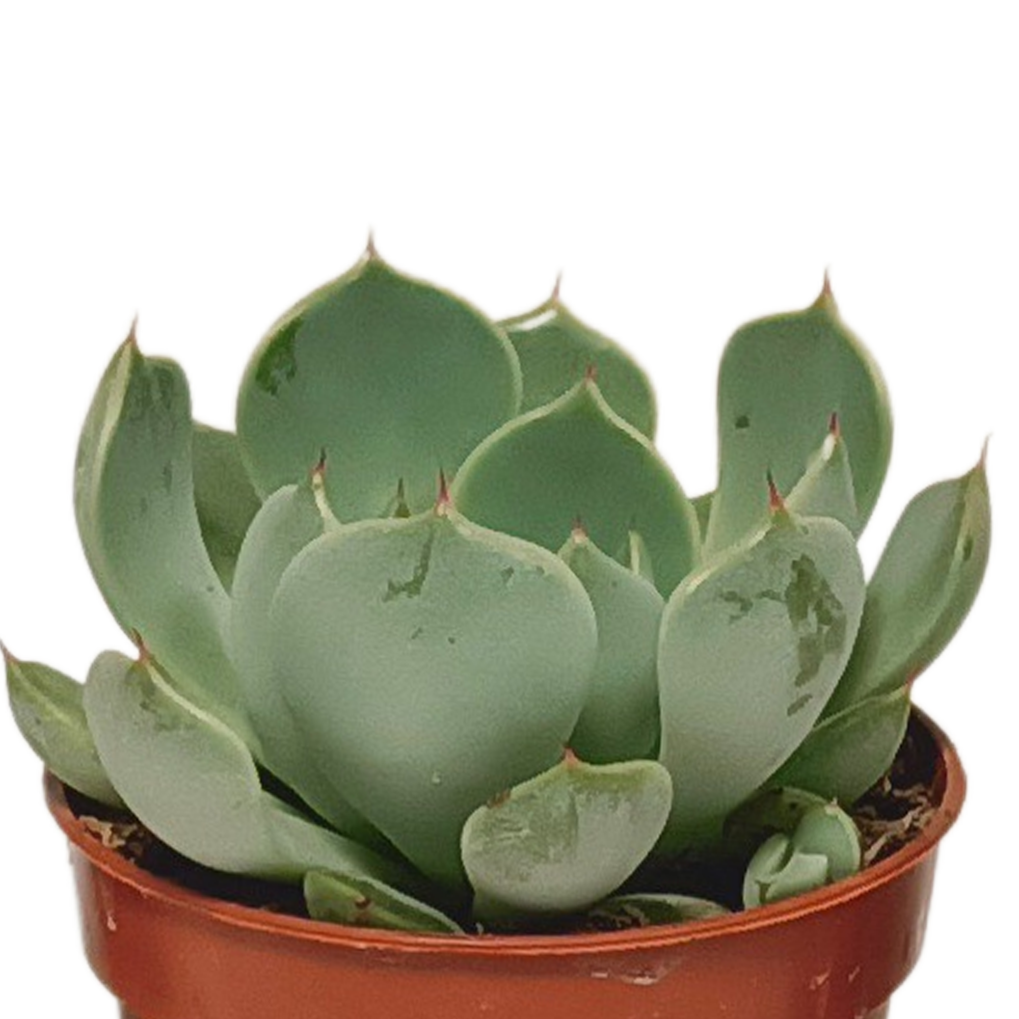 House of cactus Vetplanten mix 5.5 cm - 10x - zonder pot (8720387961818)
