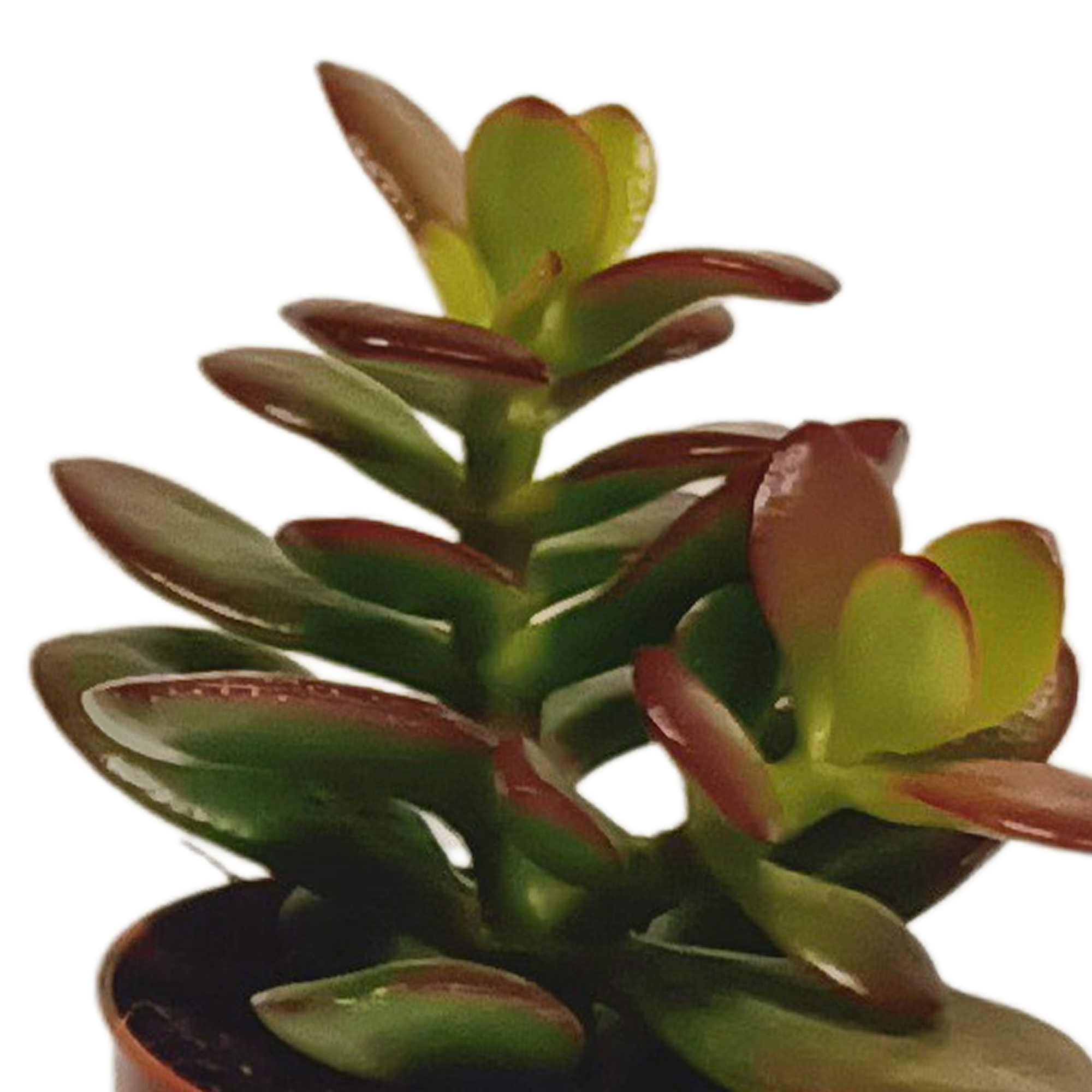 House of cactus Vetplanten mix 5.5 cm - 10x - zonder pot (8720387961818)