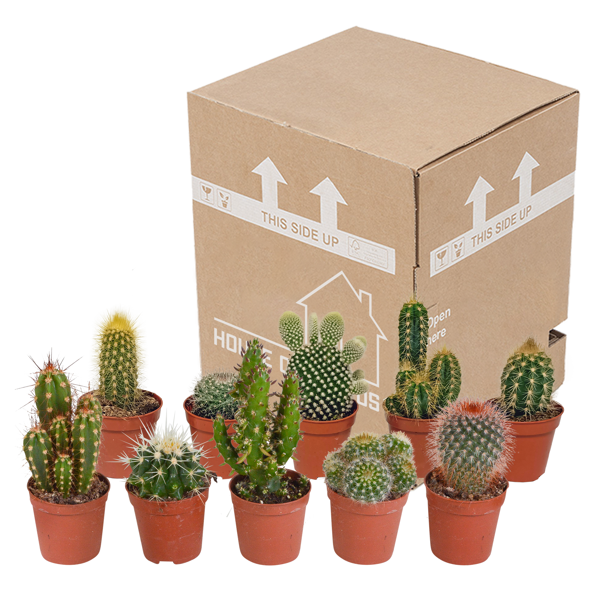 House of cactus Cactus mix 5.5 cm - 10x - zonder pot (8720387961801)