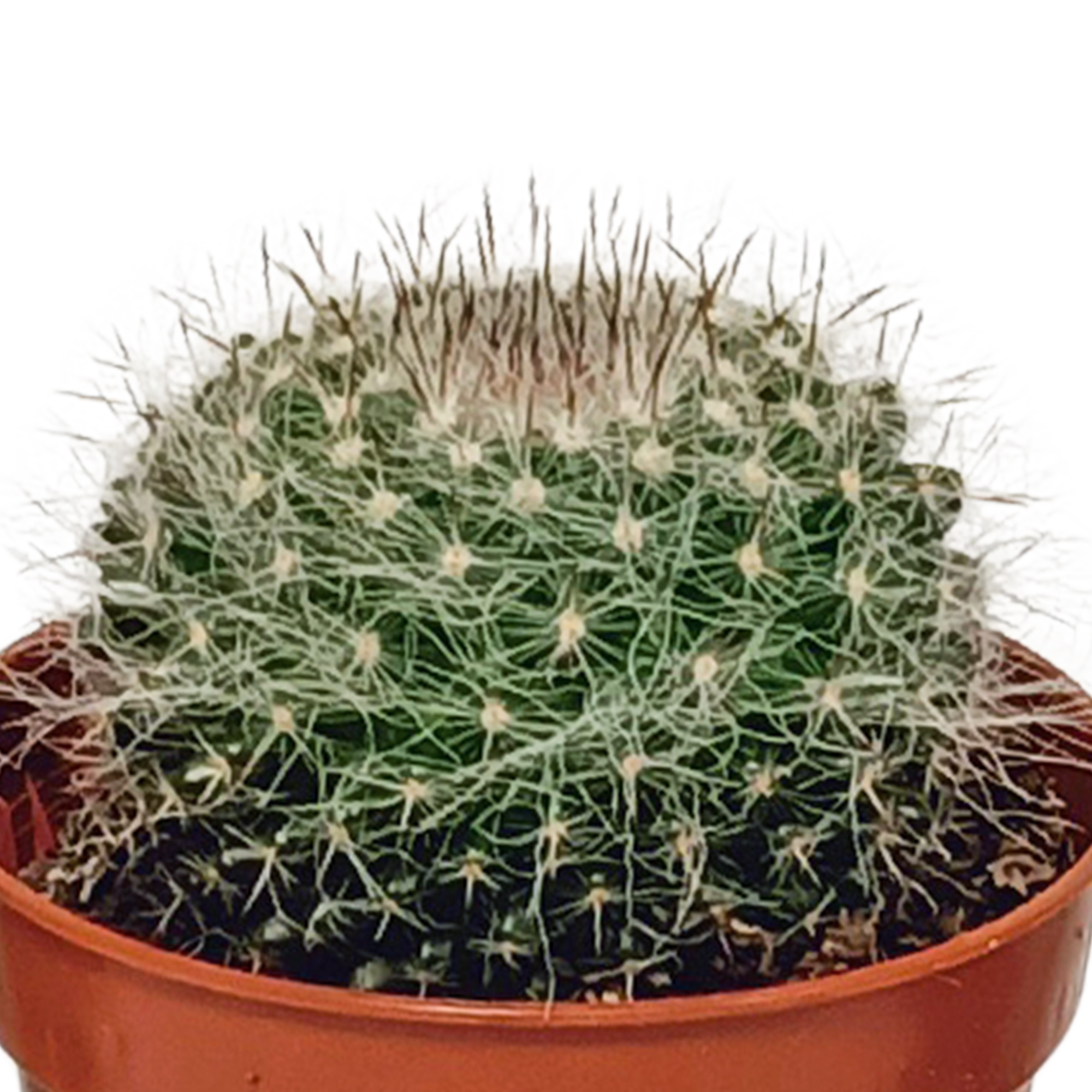 House of cactus Cactus mix 5.5 cm - 10x - zonder pot (8720387961801)