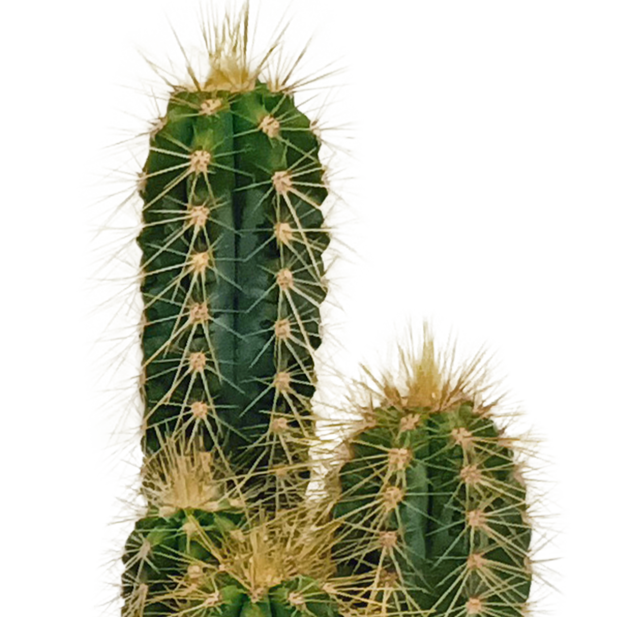 House of cactus Cactus mix 5.5 cm - 10x - zonder pot (8720387961801)
