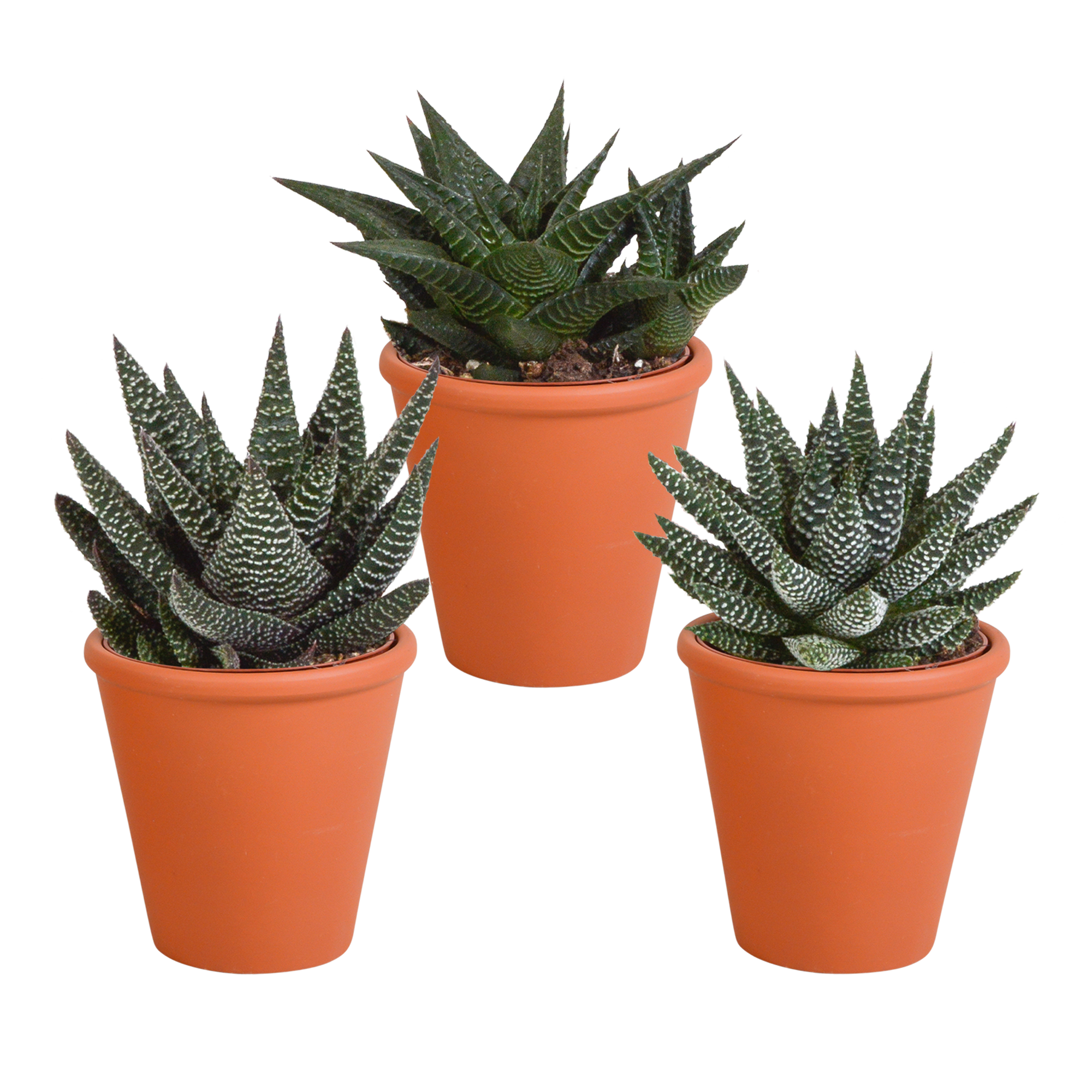 House of cactus Gasteria/Haworthia mix 8,5cm - 3x - in terracotta pot (8720387961351)