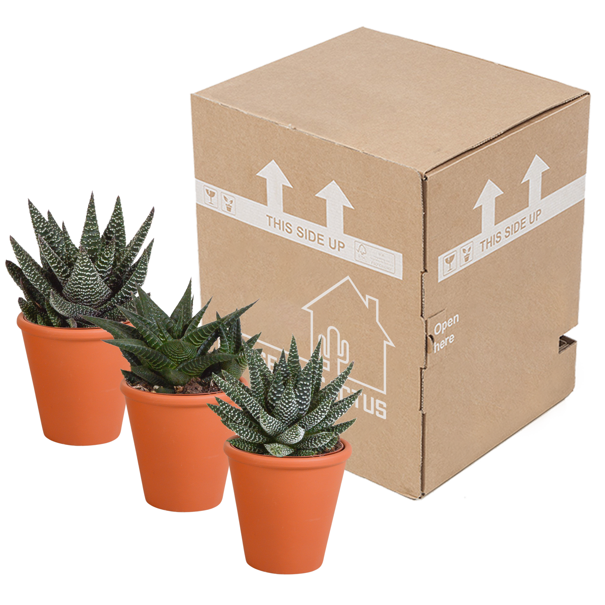 House of cactus Gasteria/Haworthia mix 8,5cm - 3x - in terracotta pot (8720387961351)