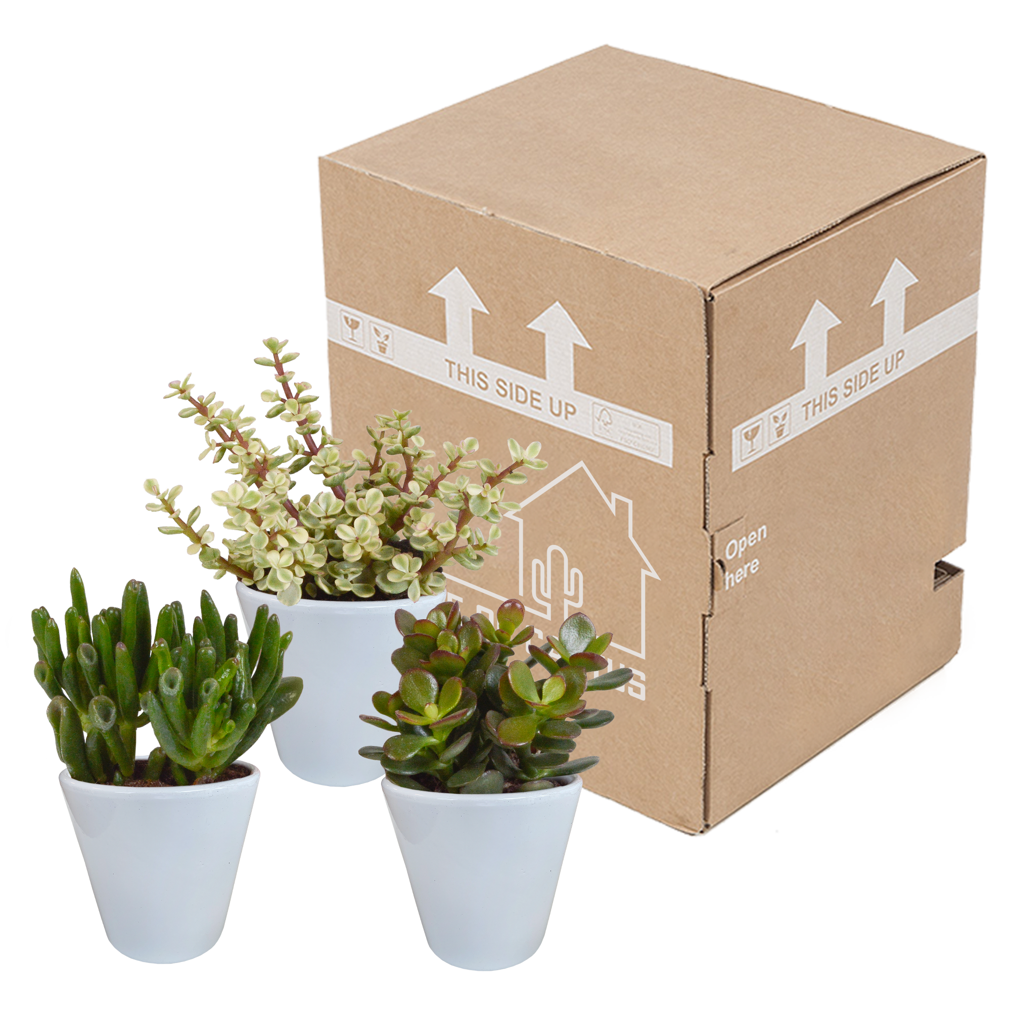 House of cactus Crassula mix 8.5 cm - 3x - in witte pot (8720618070166)