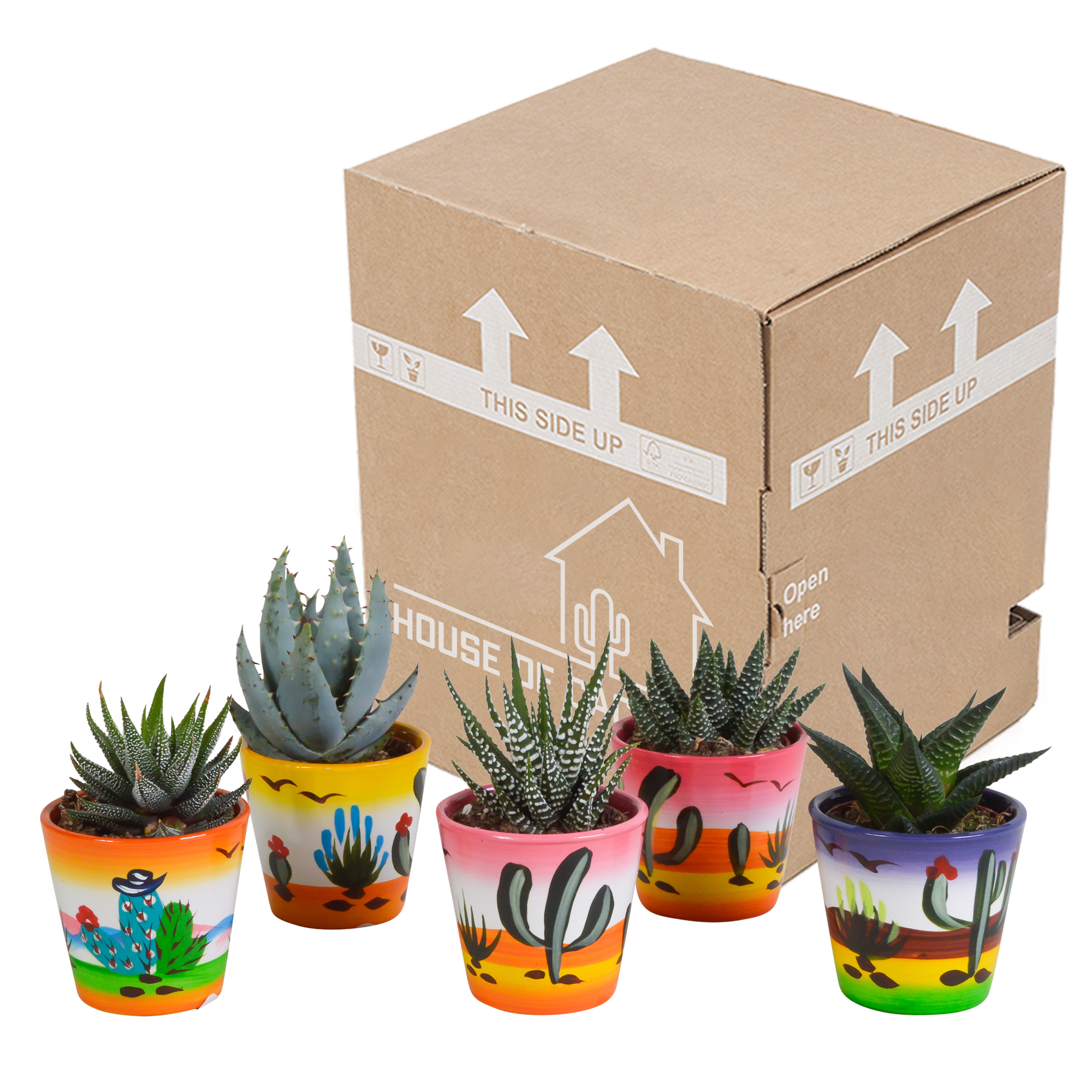 House of cactus Gasteria/Haworthia mix 5,5cm - 5x - in Mexicaanse pot (8720387961122)