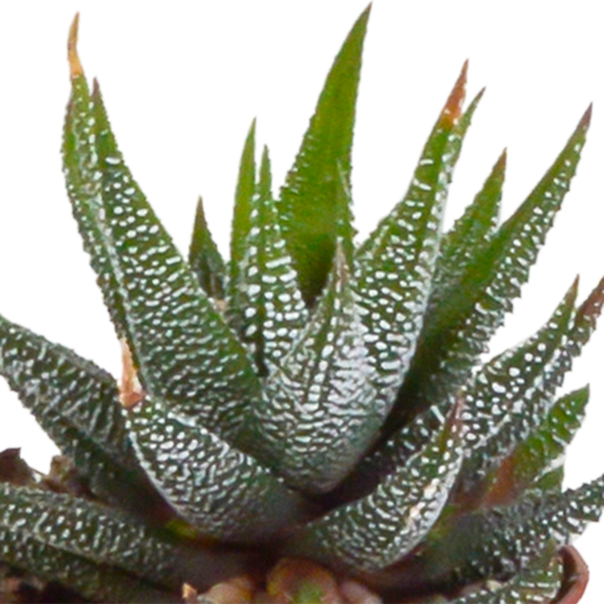 House of cactus Gasteria/Haworthia mix 5,5cm - 5x - in Mexicaanse pot (8720387961122)