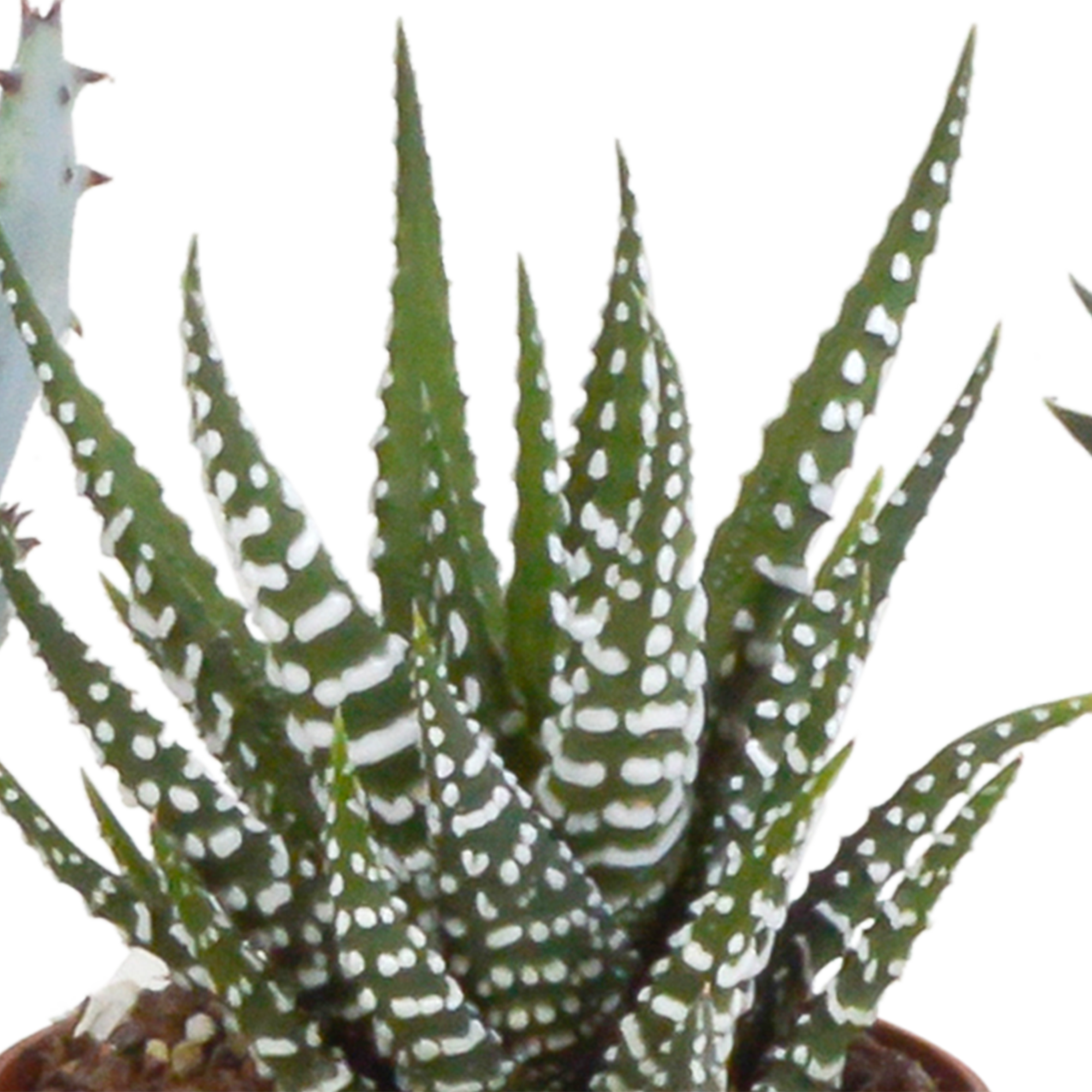 House of cactus Gasteria/Haworthia mix 5,5cm - 5x - in Mexicaanse pot (8720387961122)