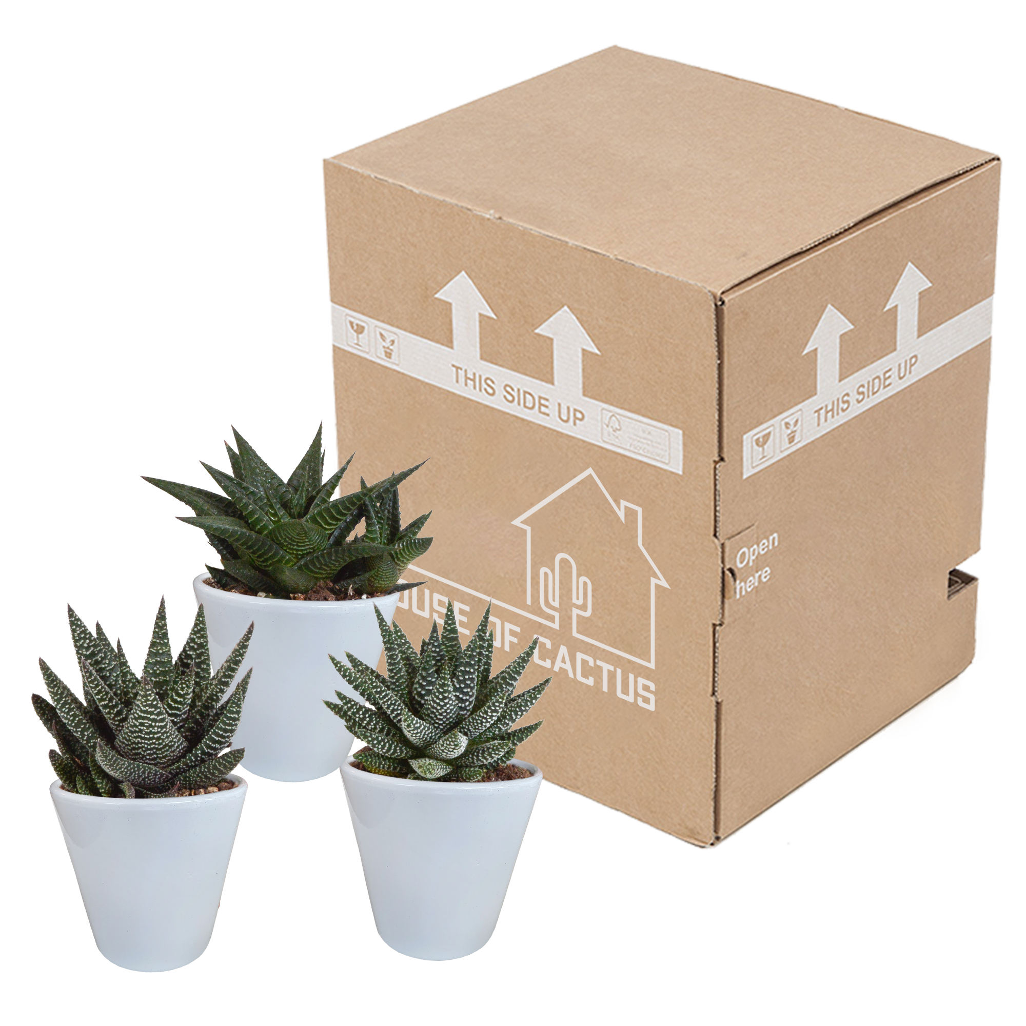 House of cactus Gasteria/Haworthia mix 8,5cm - 3x - in witte pot (8720618070180)