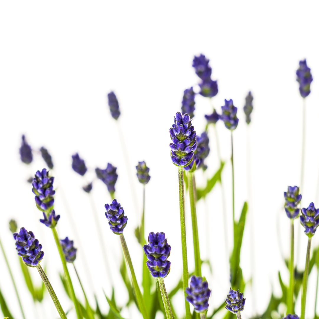 Lavandula Angustifolia Ø19cm - ↕40 (4250308309121)