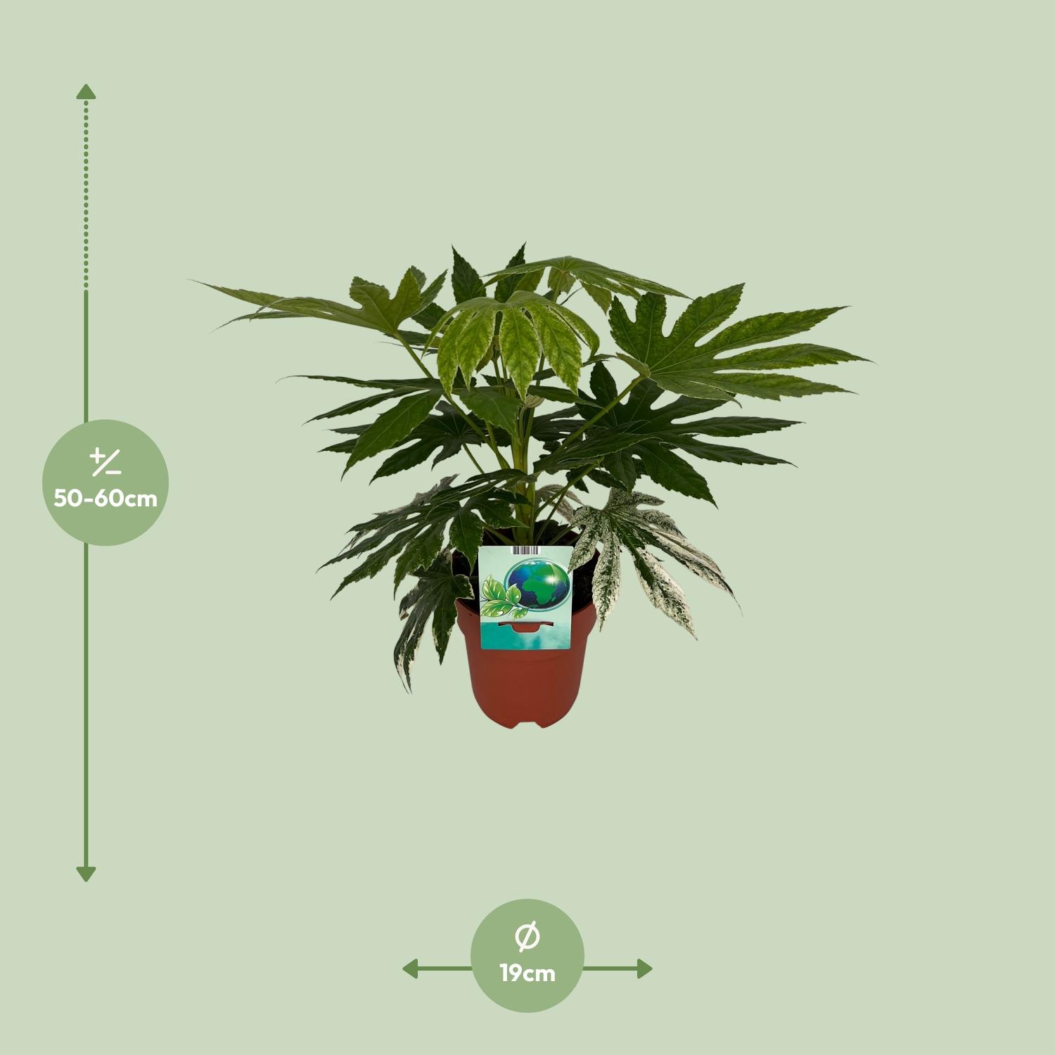 Fatsia Japonica Variegata (8673)