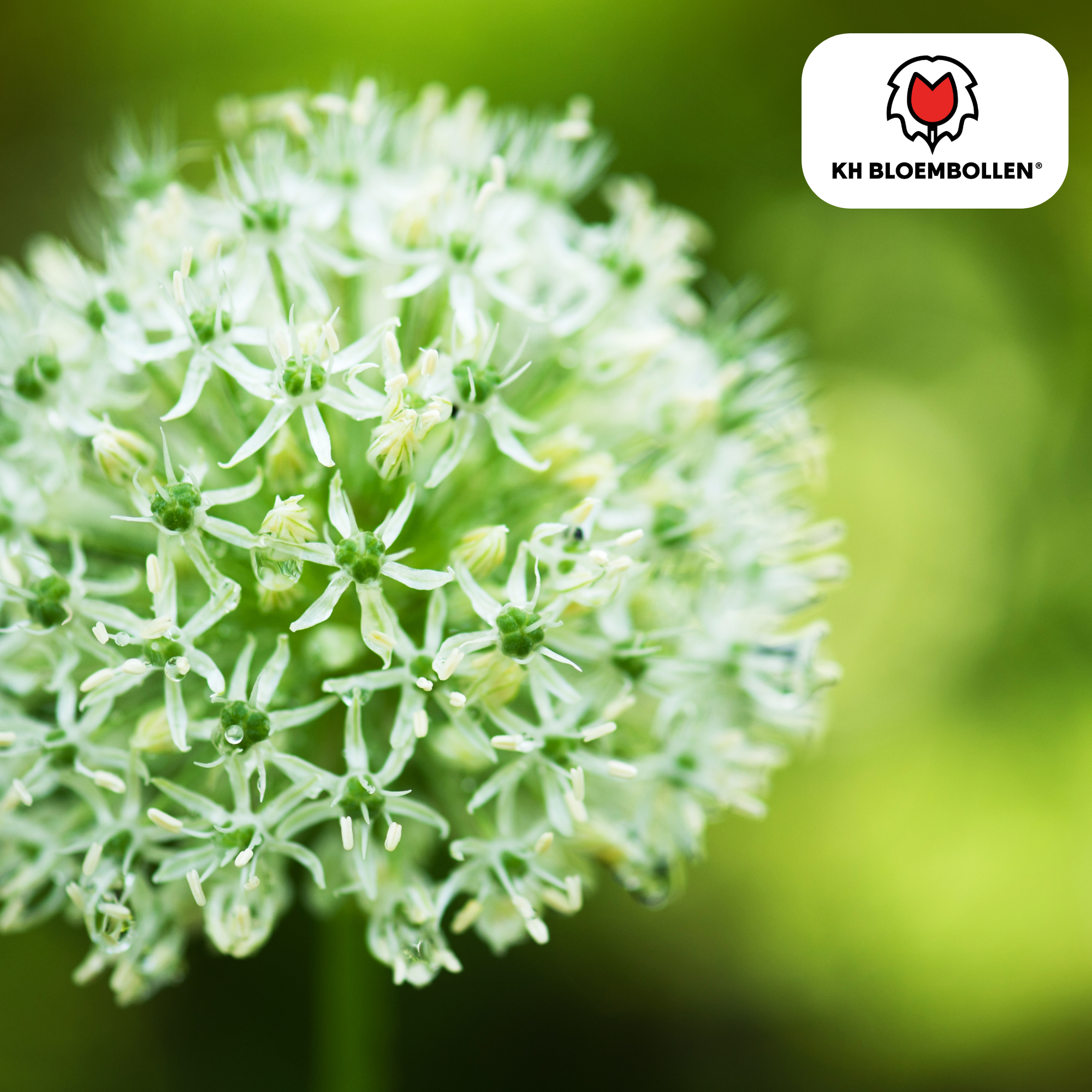 Kh bloembollen Allium White Giant 5 stuks (51395)