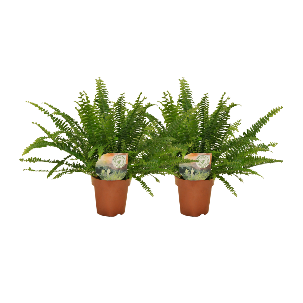 Nephrolepis krulvaren - 2 stuks - ø12 (25578)