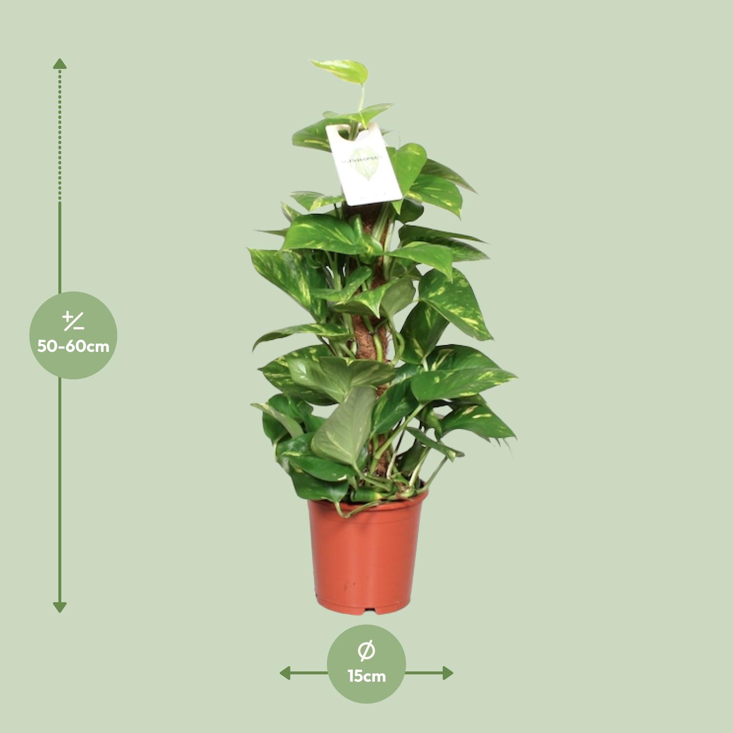 Epipremnum Pinnatum Mosstok 60cm Scindapsus (23179)